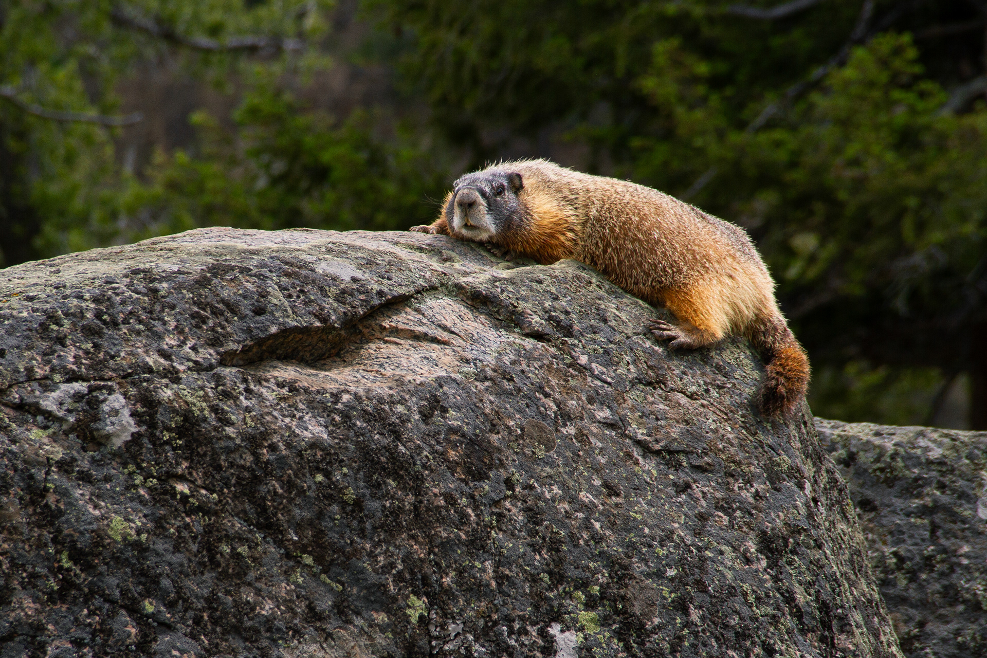 Yellowstone National Park, WY, USA, 2025