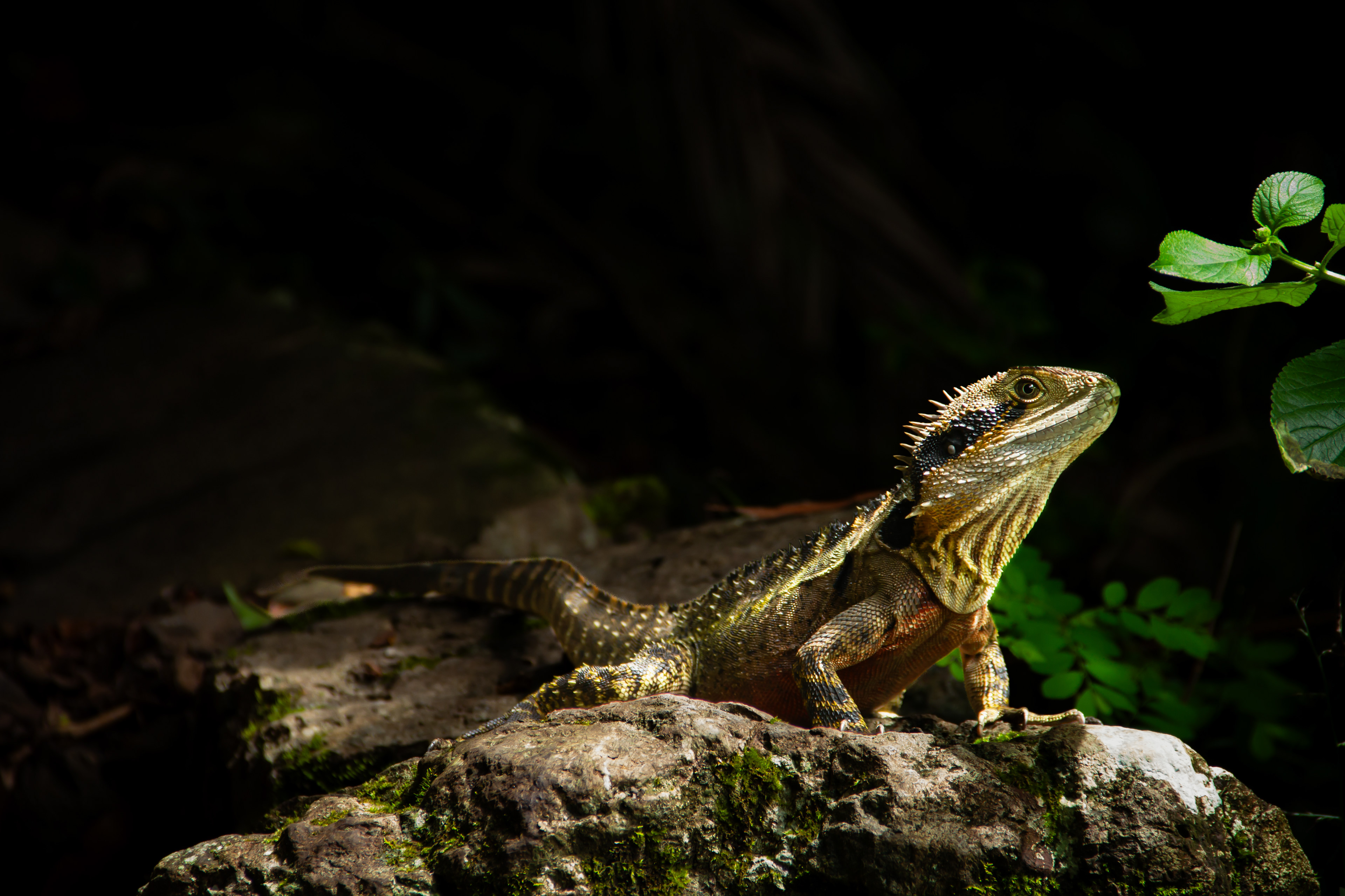 Springbrook National Park, AUS, 2024