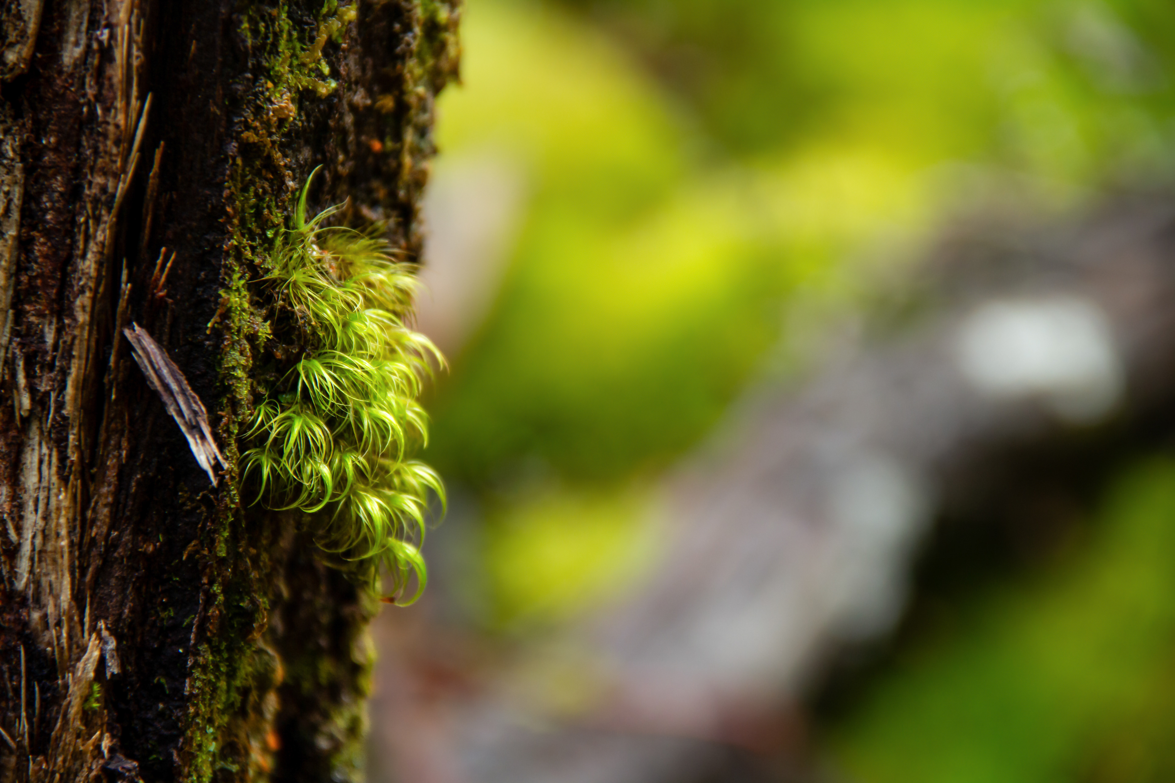 Arthur's Pass, NZ, 2024