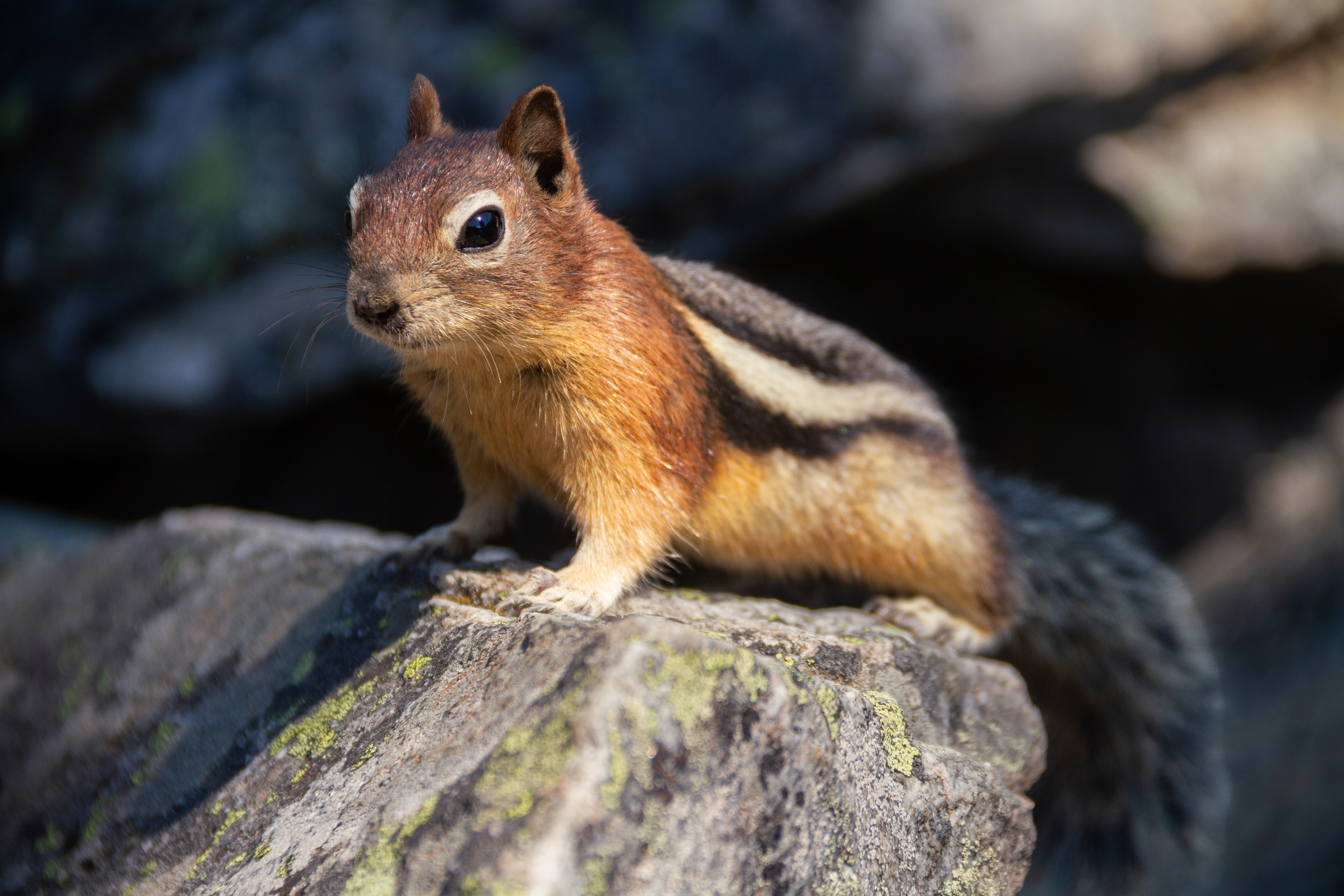 Lava Lake, MT, USA, 2025