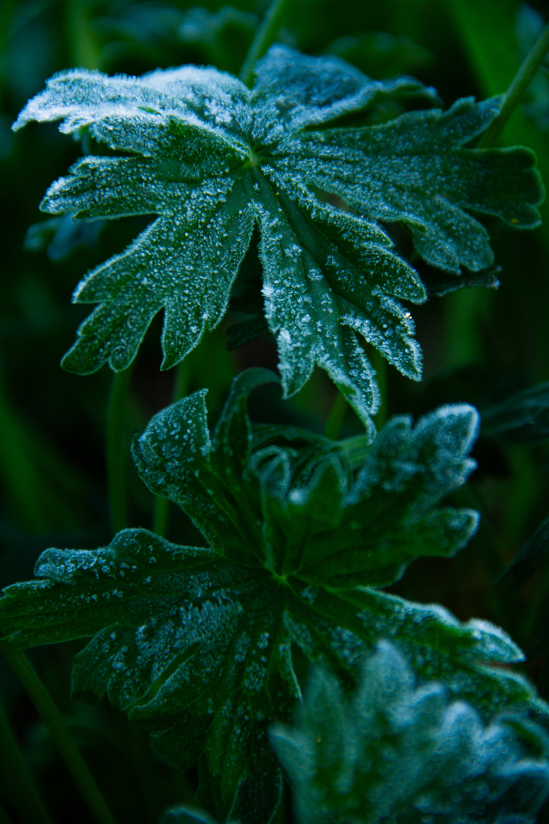 Jackson, WY, USA, 2025