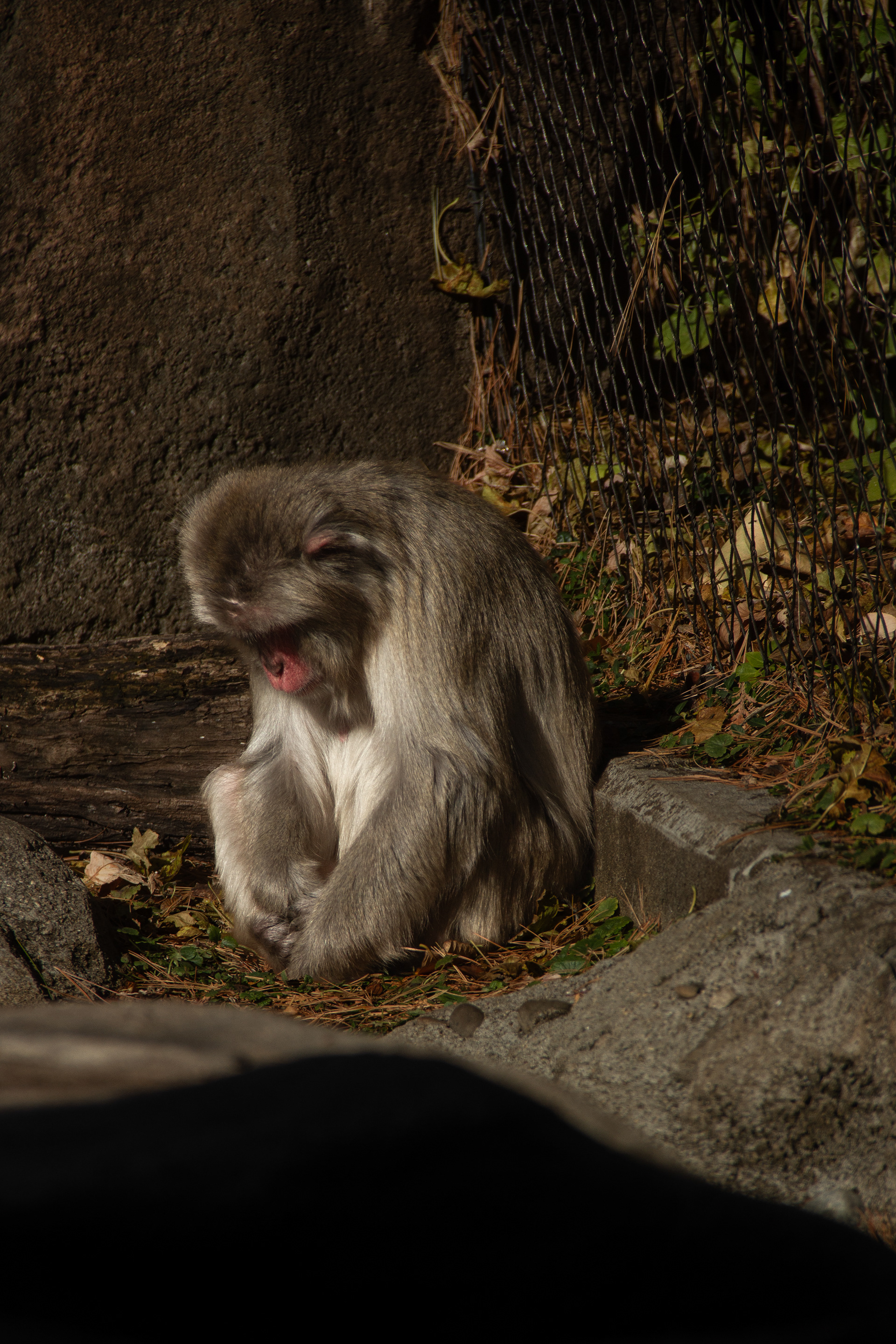 Lincoln Park Zoo, Chicago, IL, USA, 2025