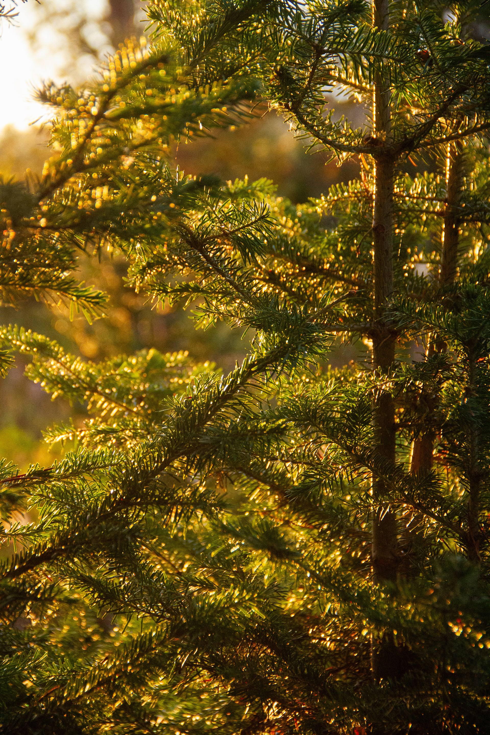 Yellowstone National Park, WY, USA, 2025