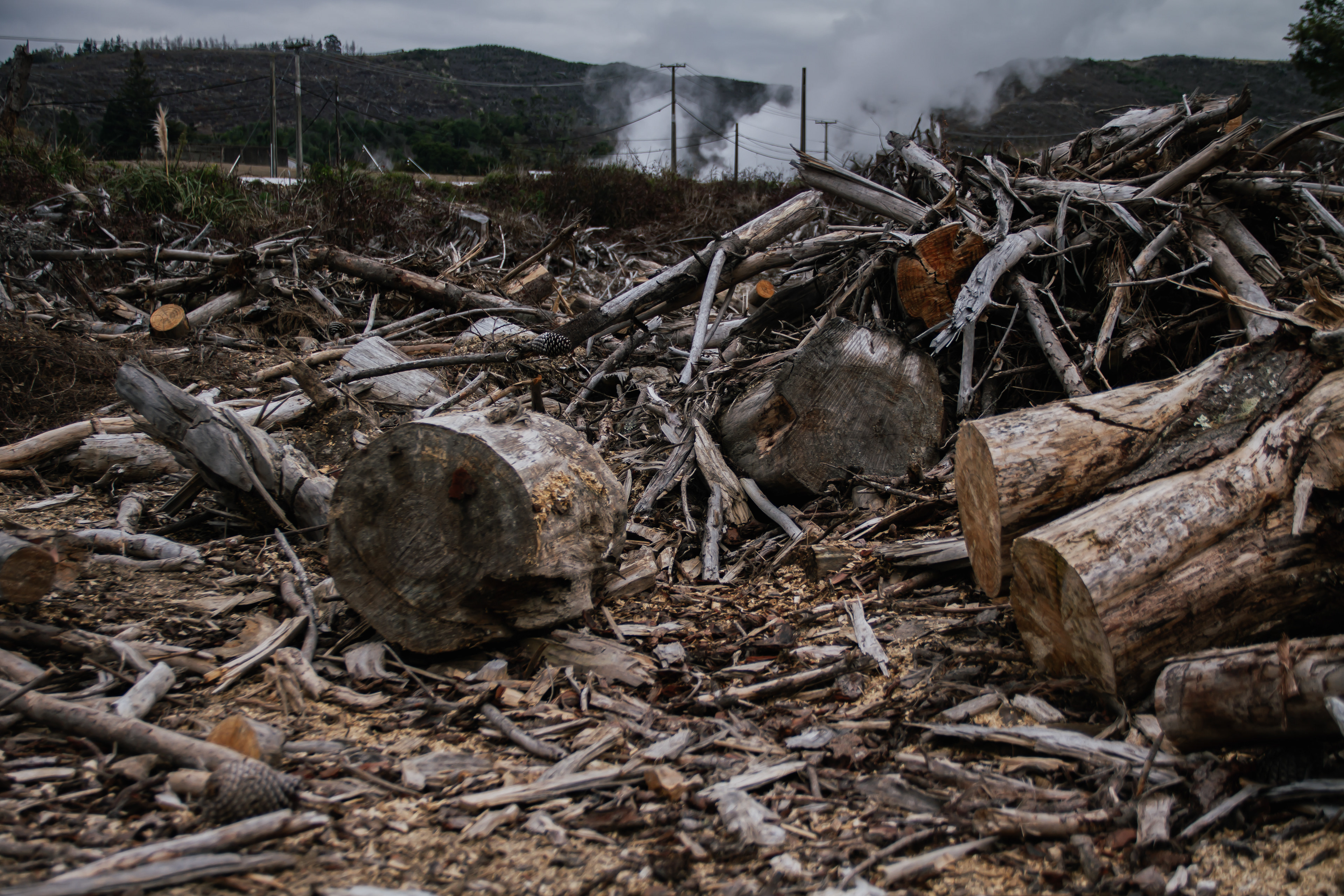 Deforestation: Taupō, NZ, 2024