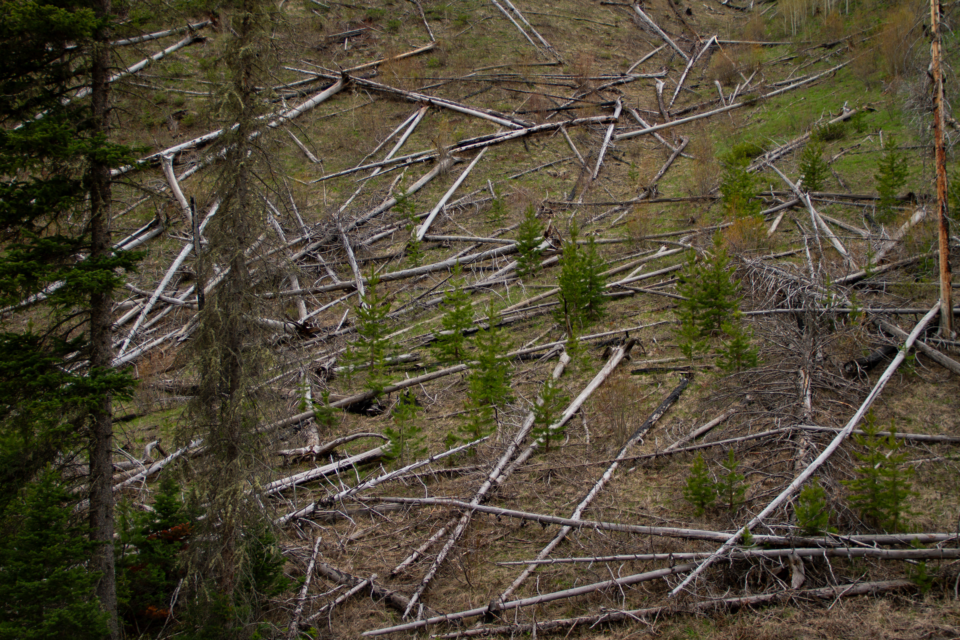 Deforestation, Jackson, WY, USA, 2025