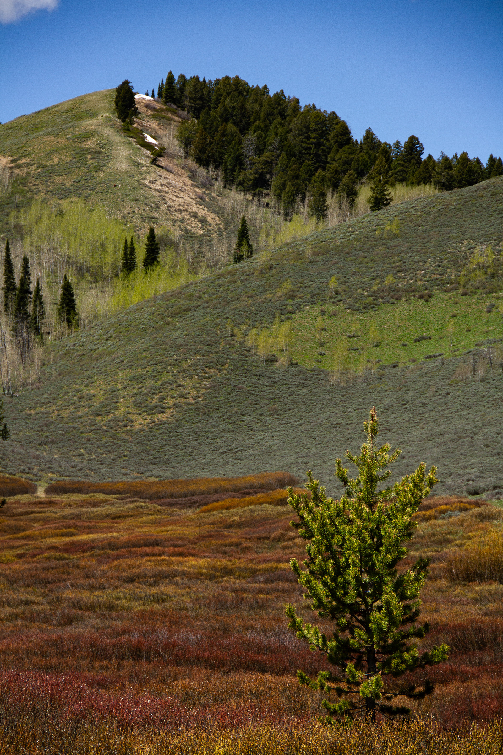 Jackson, WY, USA, 2025