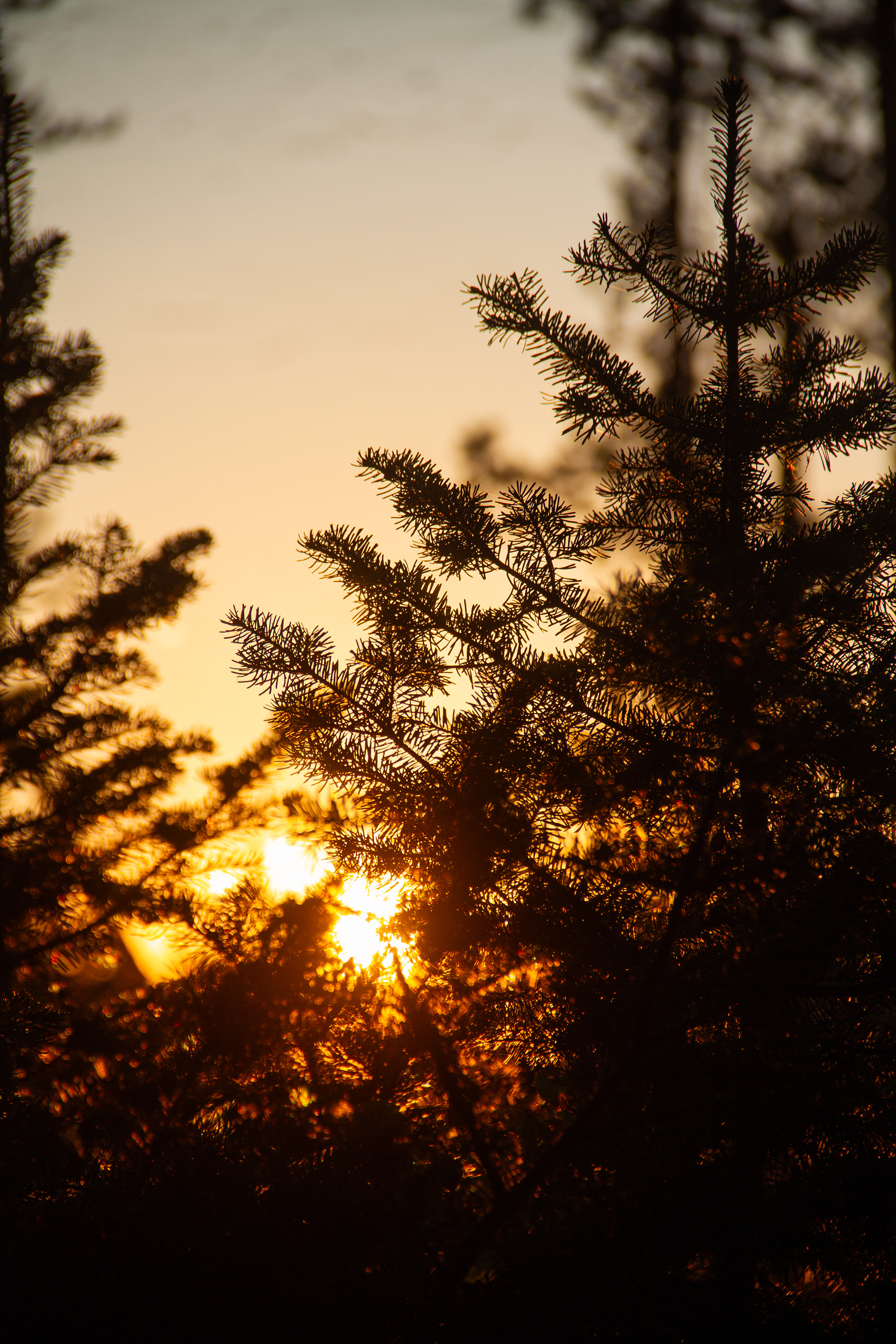 Yellowstone National Park, WY, USA, 2025
