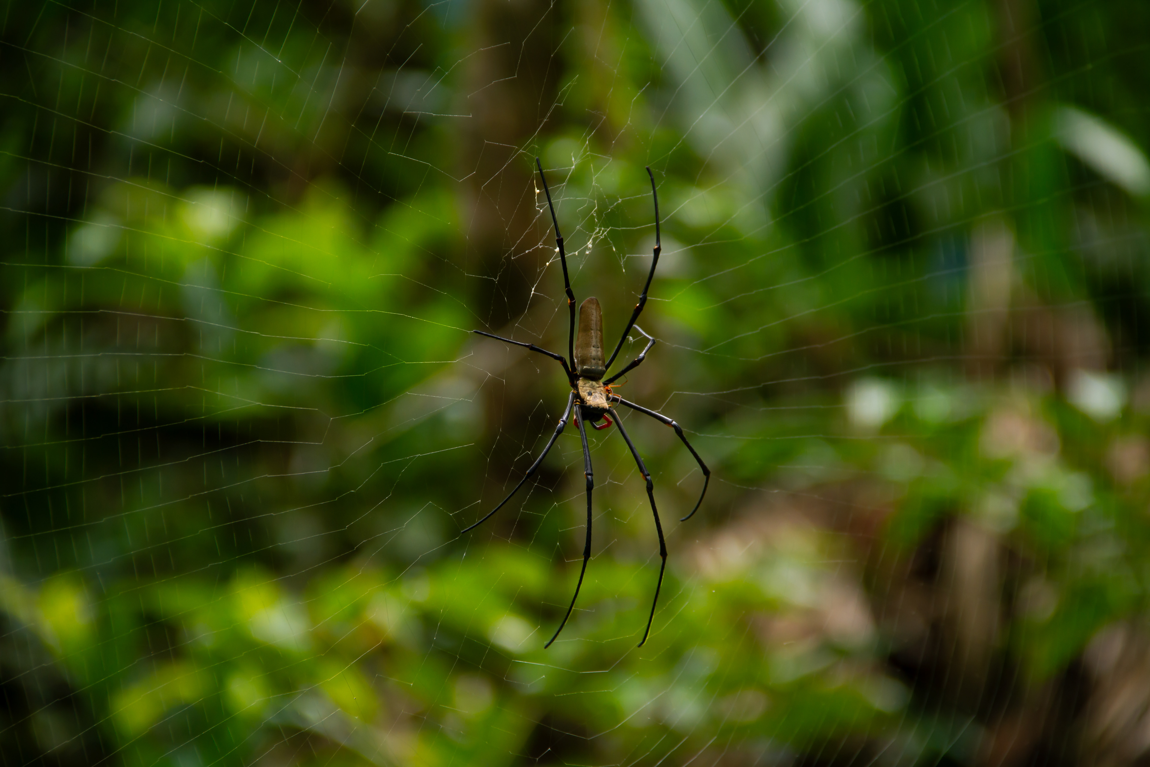 Daintree Rainforest, AUS, 2024