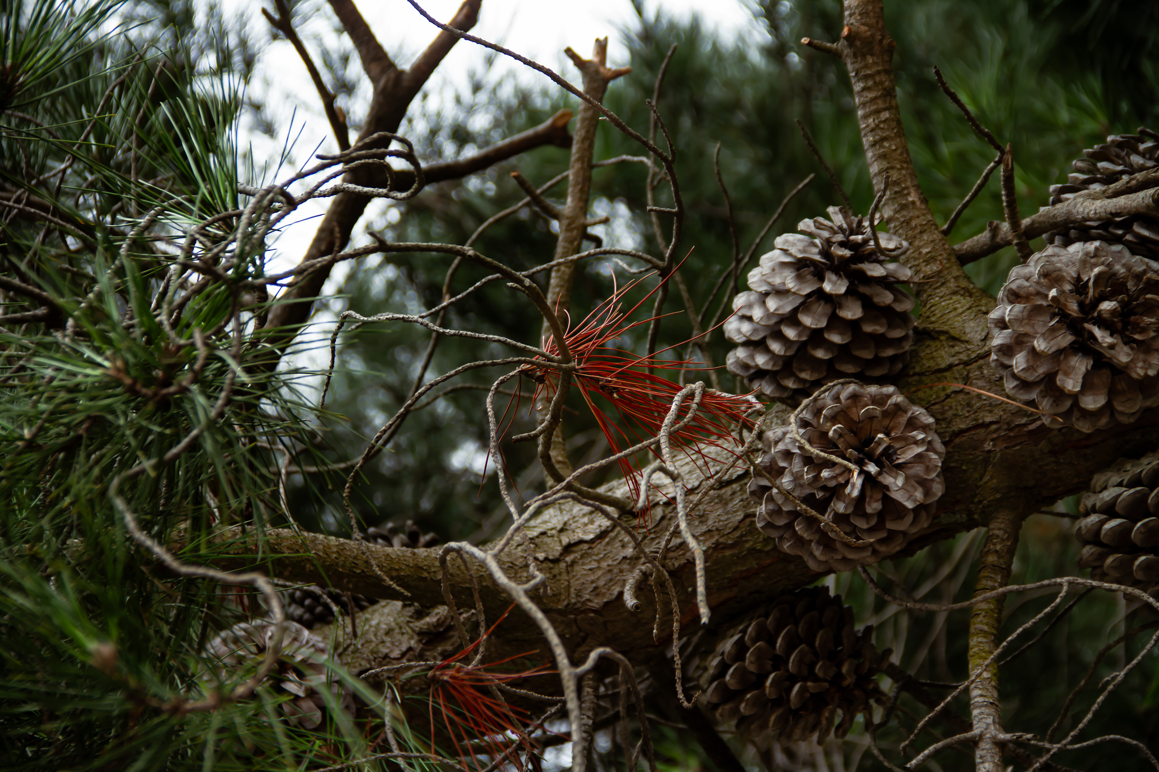 Pinder's Pond, NZ, 2024