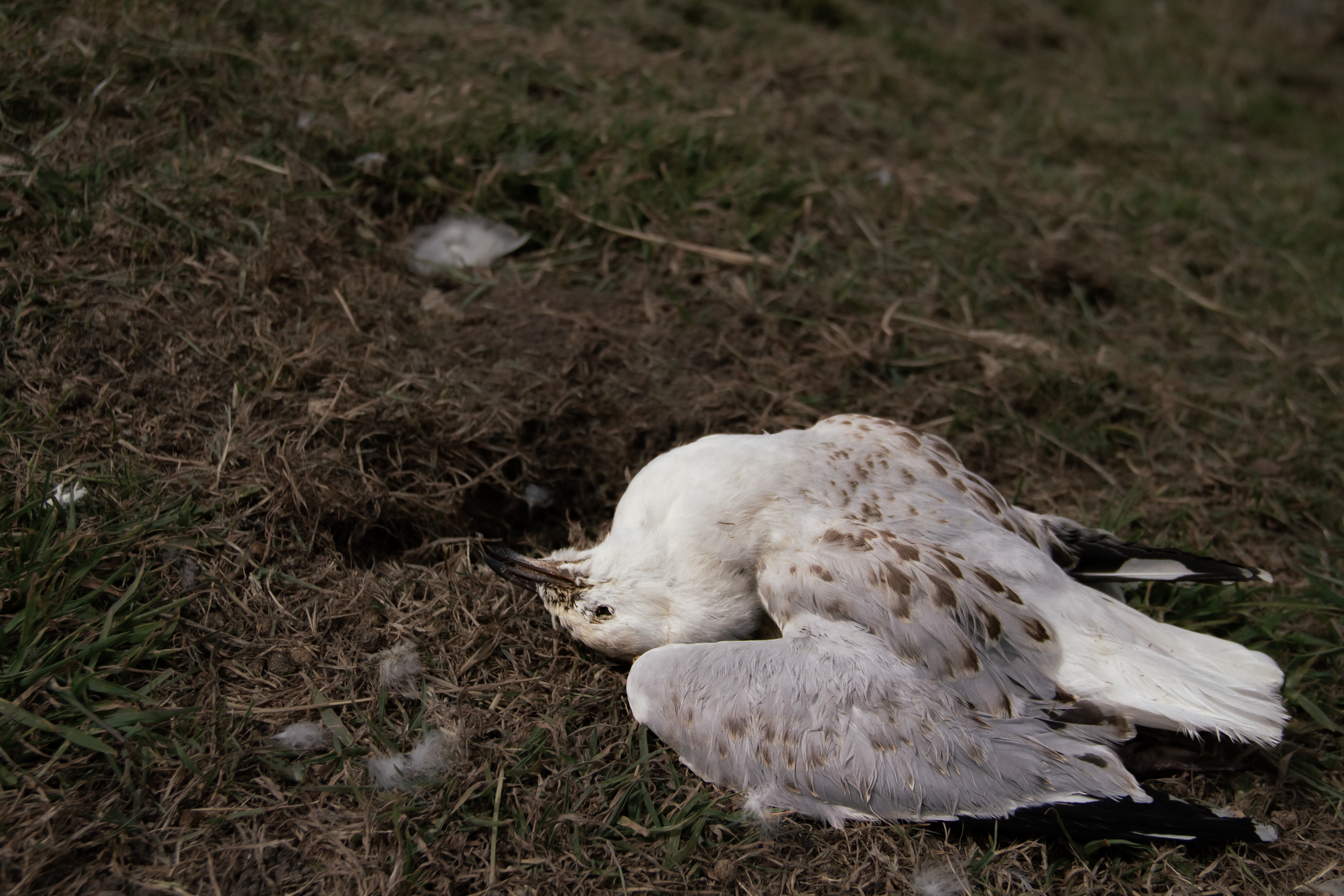 Species Loss: Taieroa Head, NZ, 2024