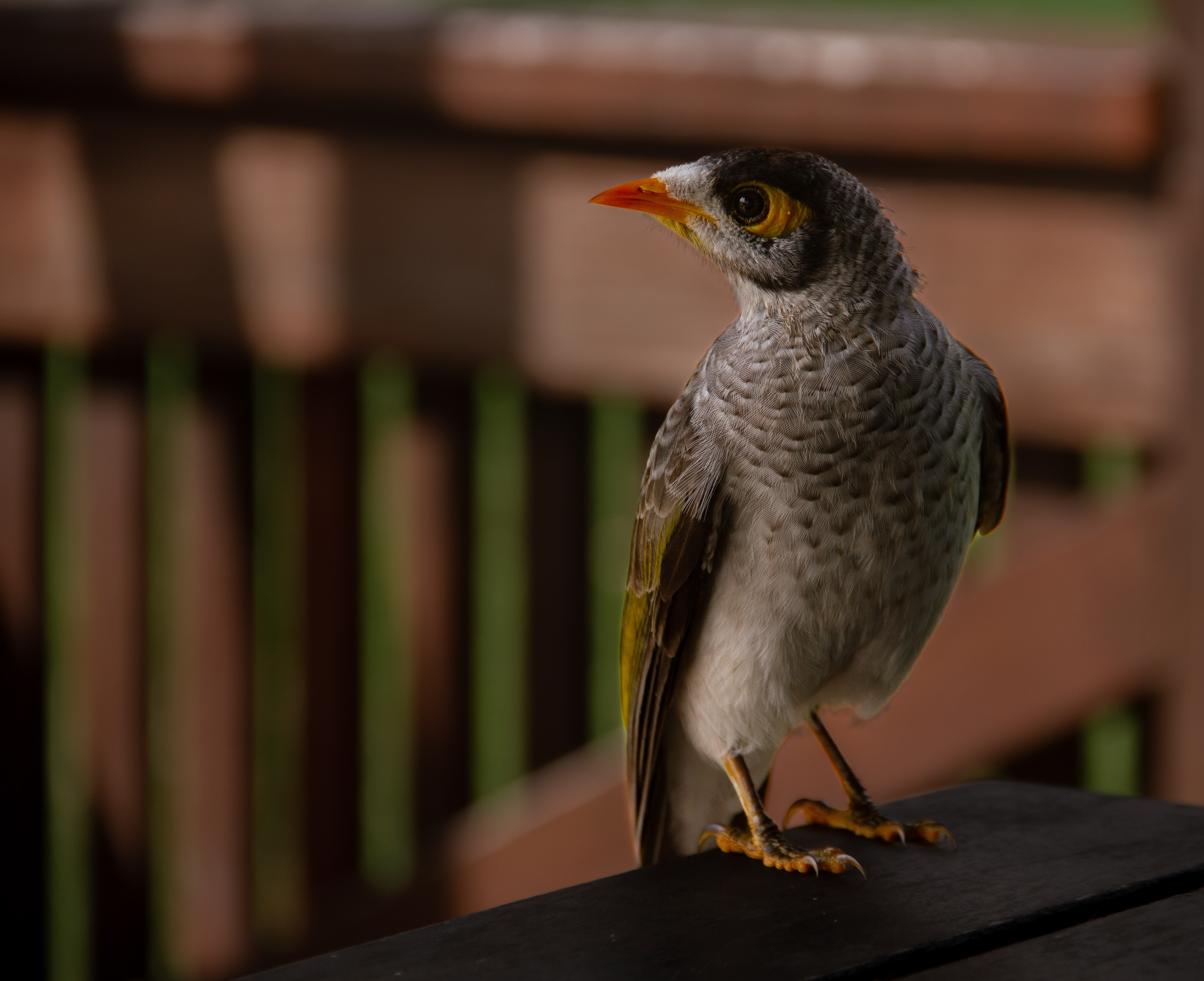 Noosa Head, AUS, 2024