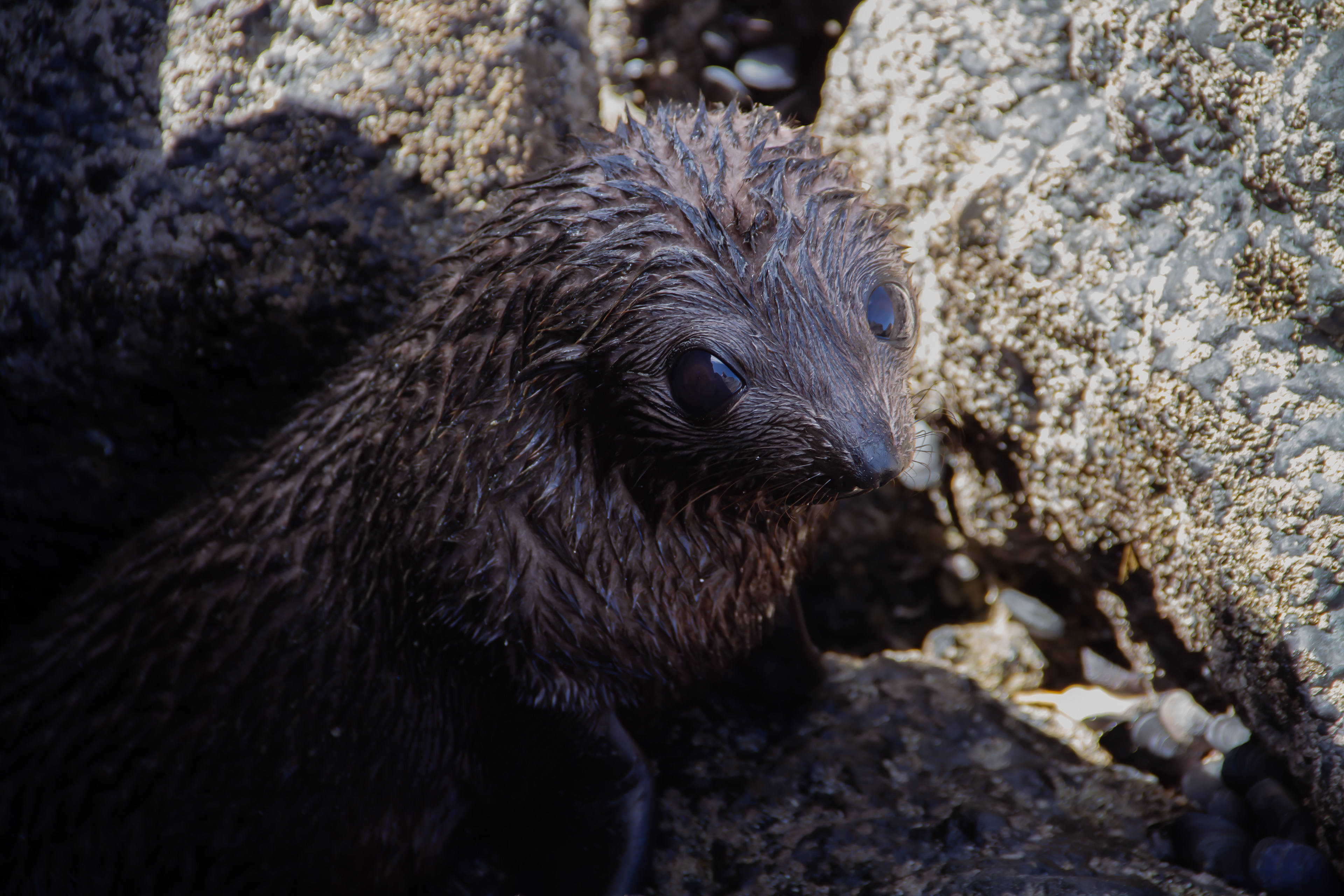Banks Peninsula, NZ, 2024