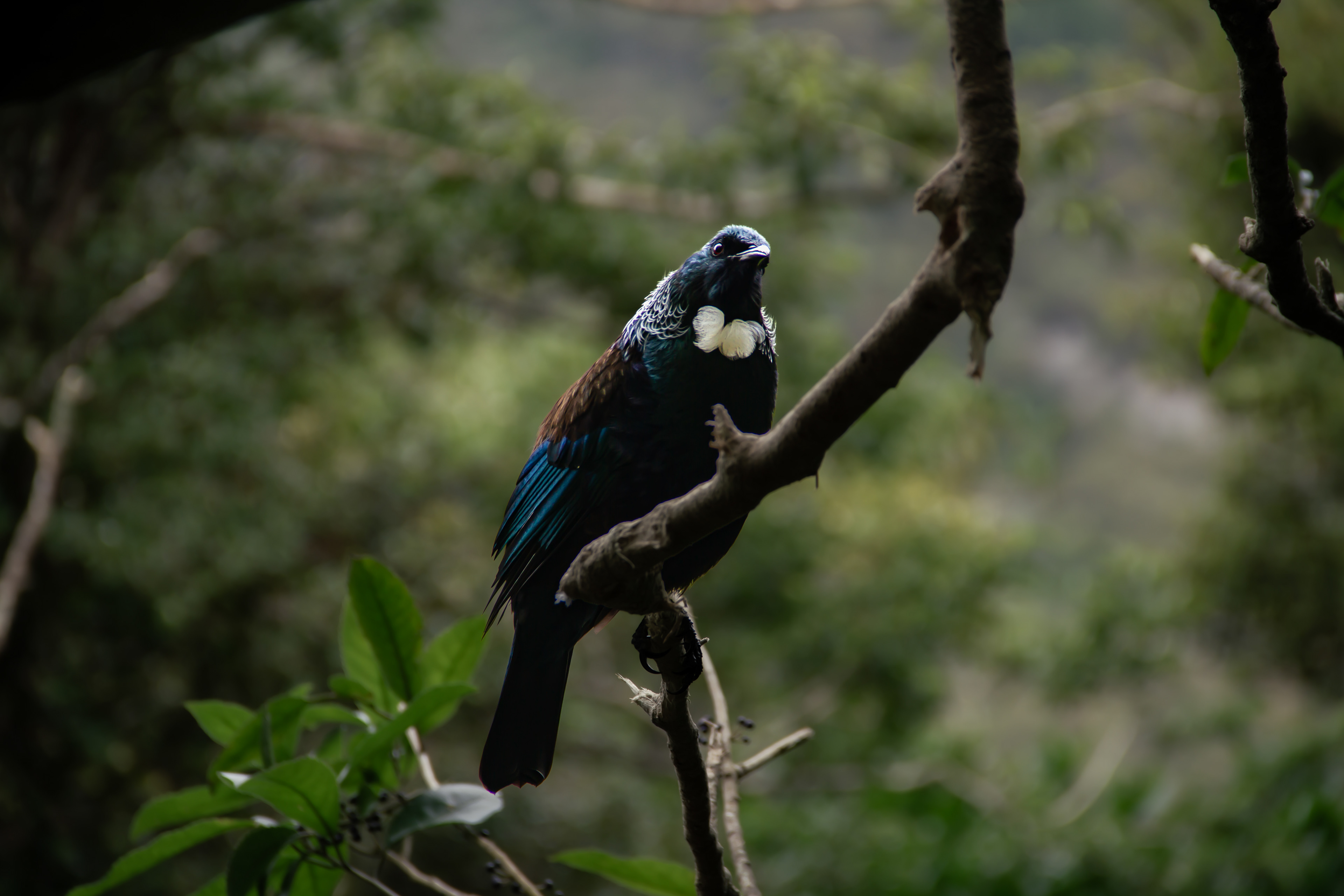 Orokonui Ecosanctuary, NZ, 2024