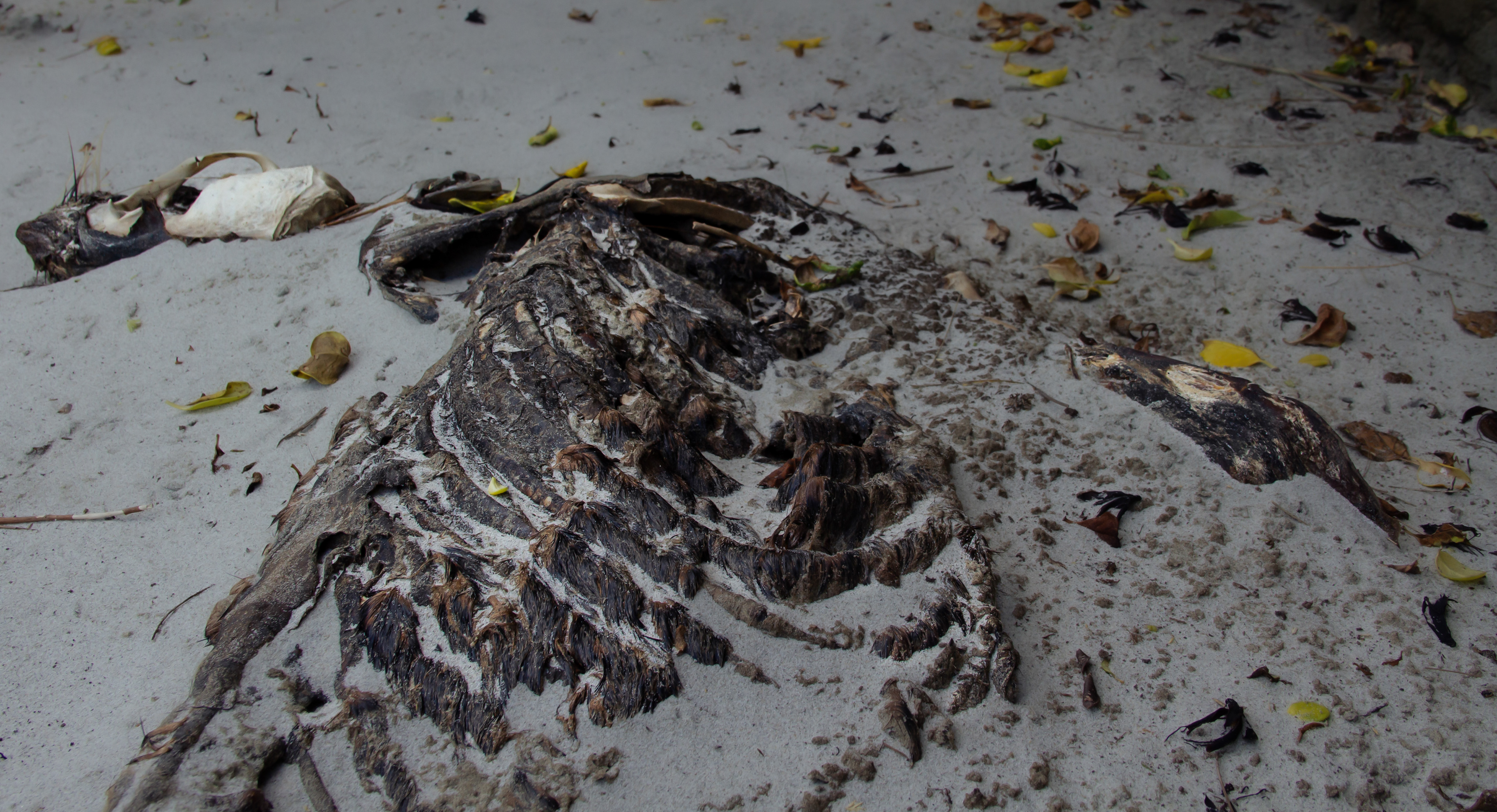 Species Loss: Brighton, Dunedin, NZ, 2024