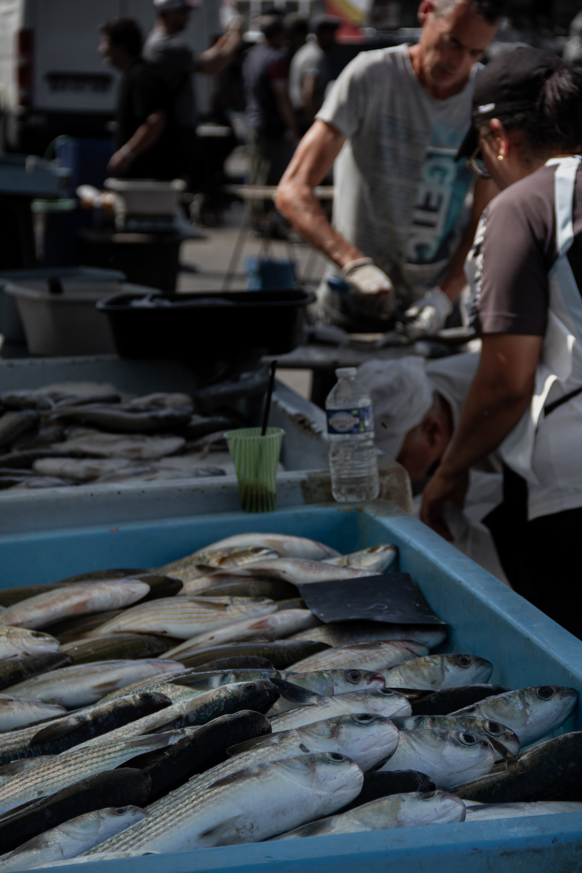 Overfishing: Marseille, France, 2024