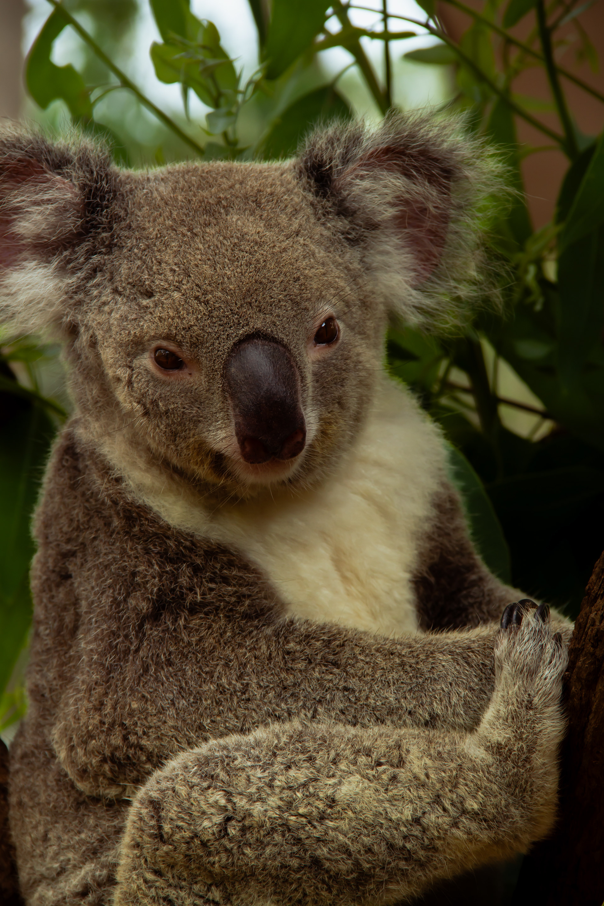 Billabong Sanctuary, AUS, 2024