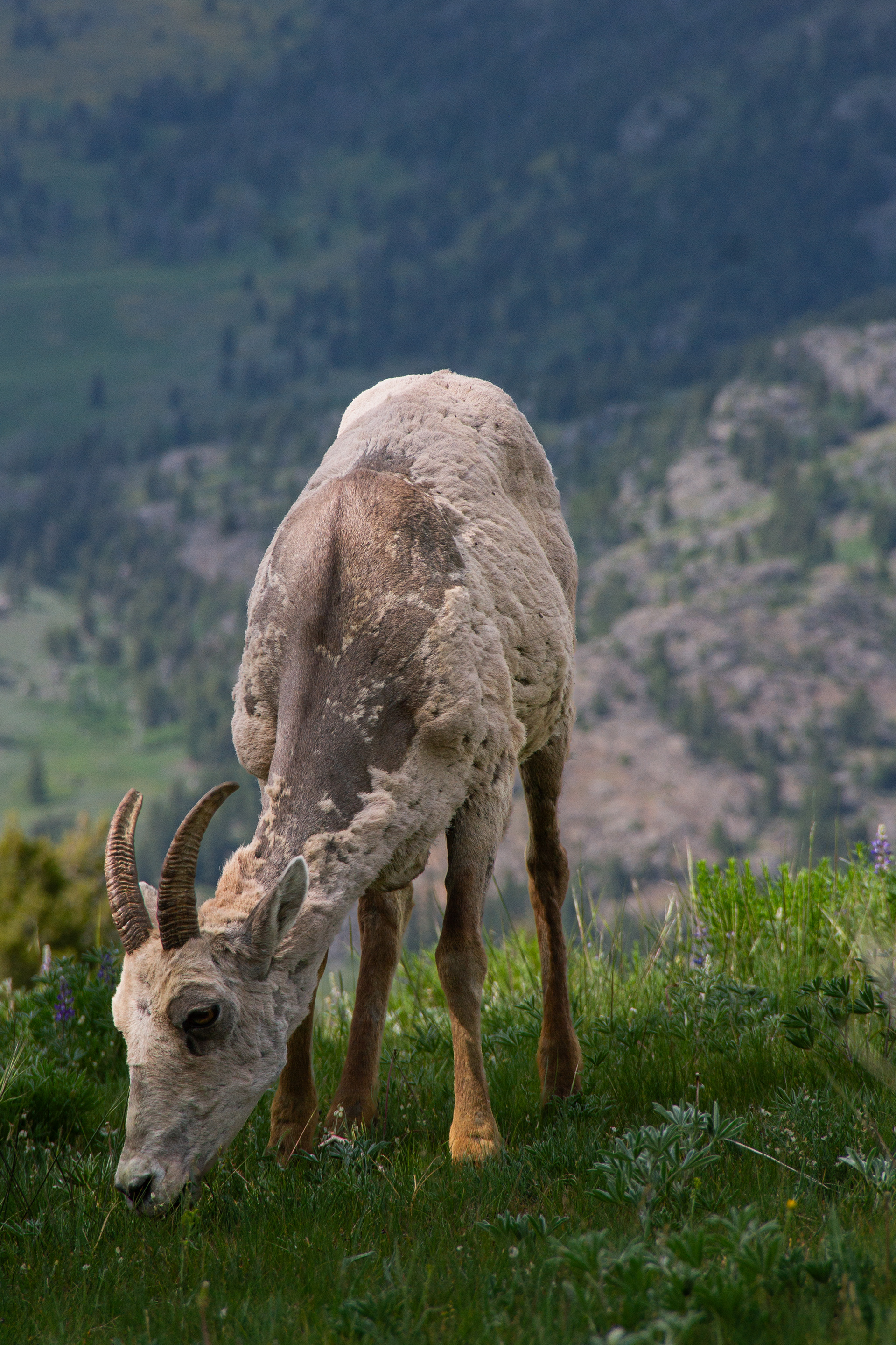 Yellowstone National Park, WY, USA, 2025