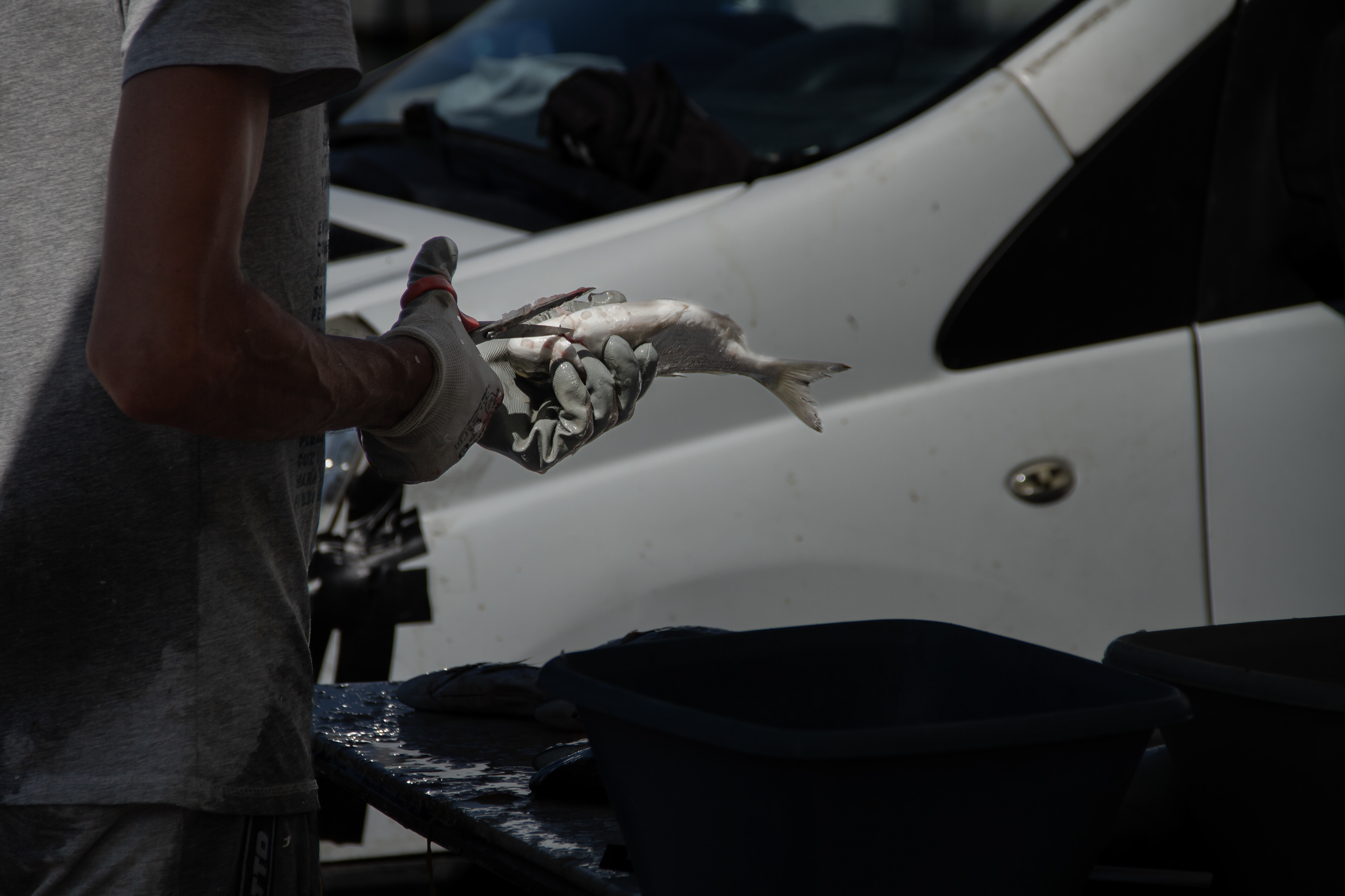 Overfishing: Marseille, France, 2024