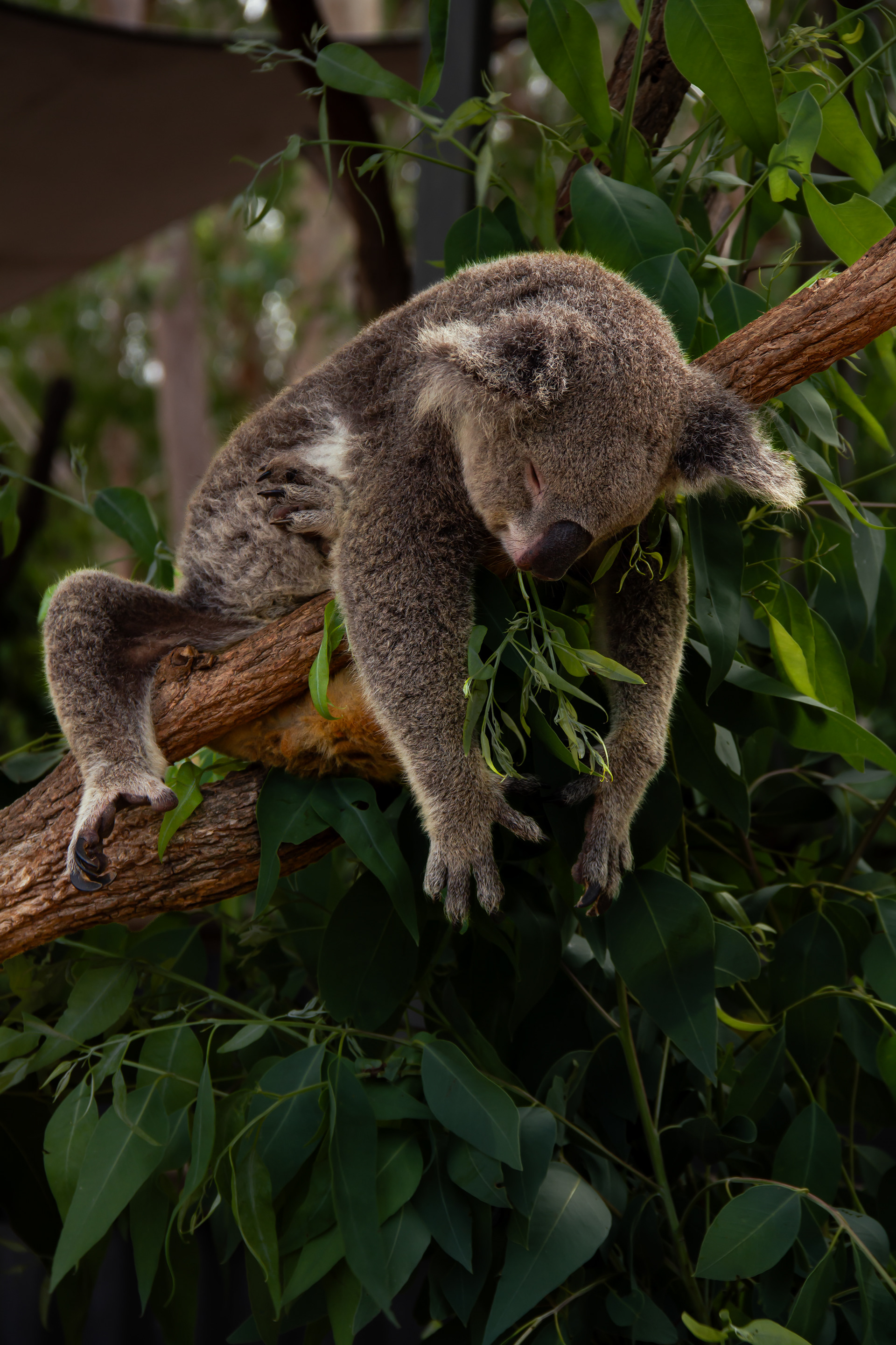Species Loss: Billabong Sanctuary, AUS, 2024