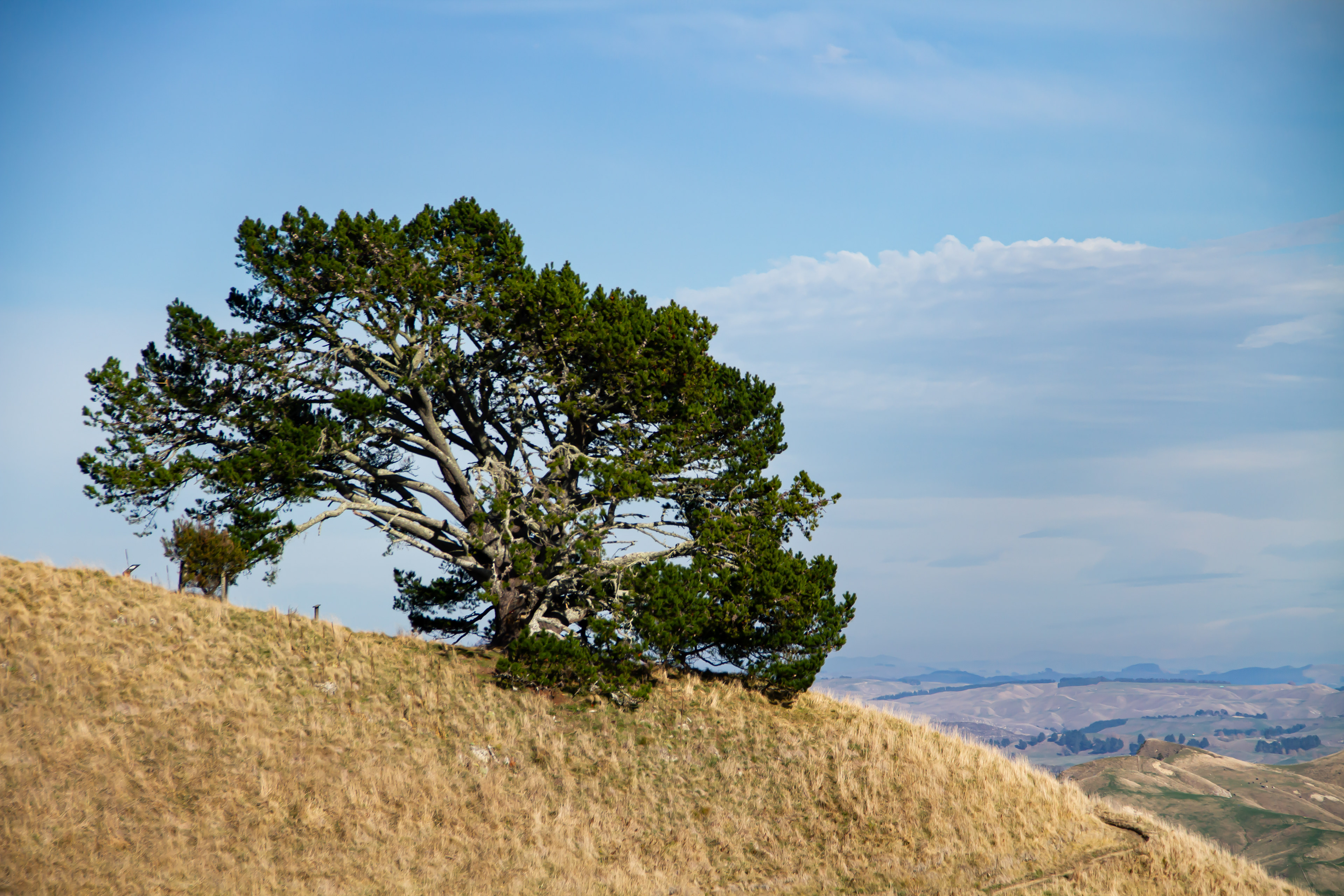 Te Mata Peak, NZ, 2024