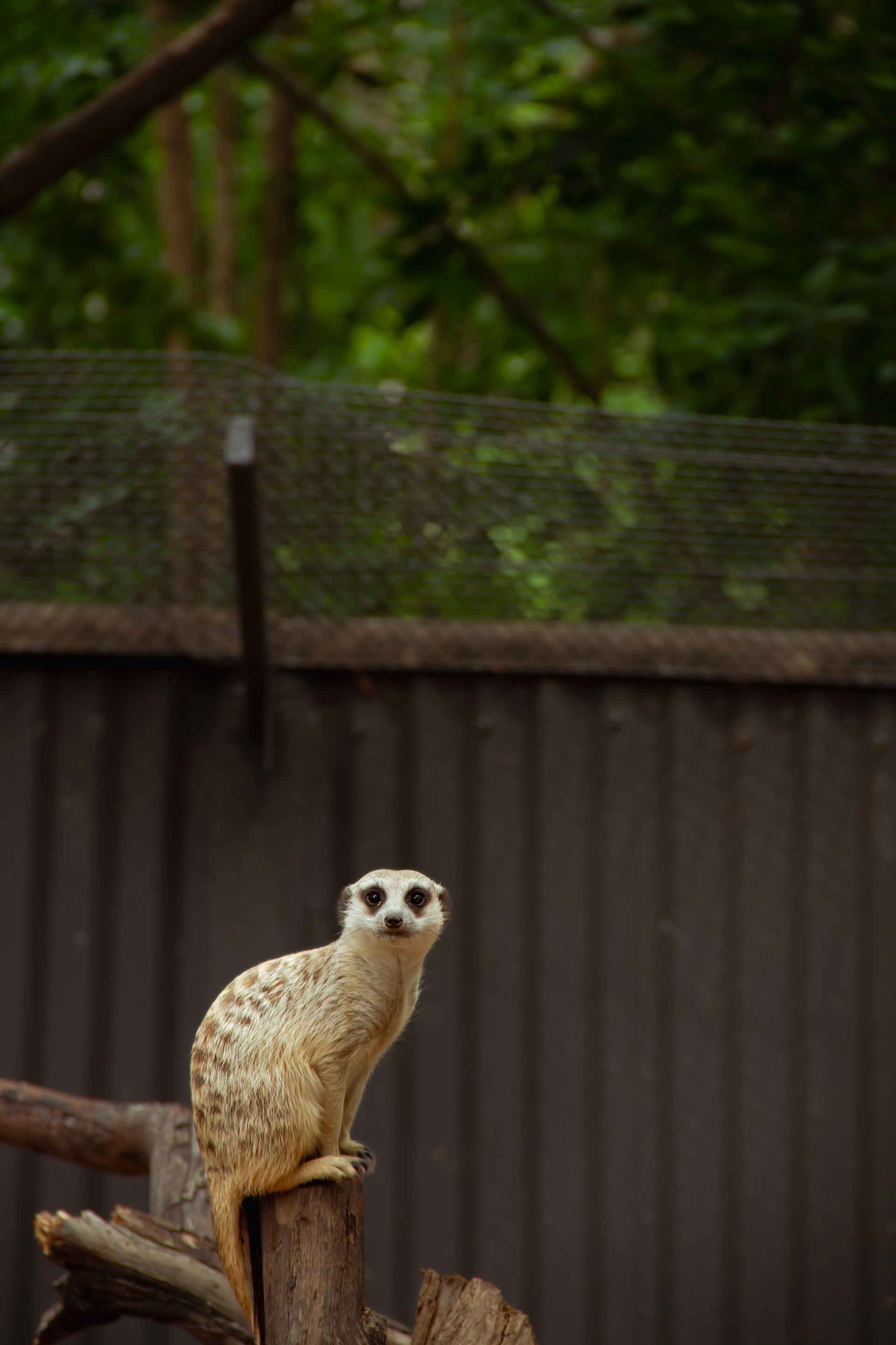 Species Loss: Billabong Sanctuary, AUS, 2024