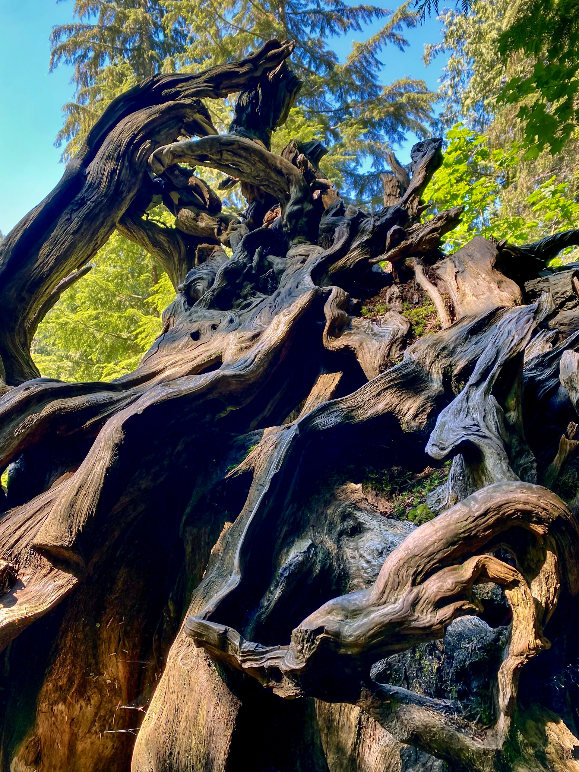 Mt. Baker, WA, USA, 2022