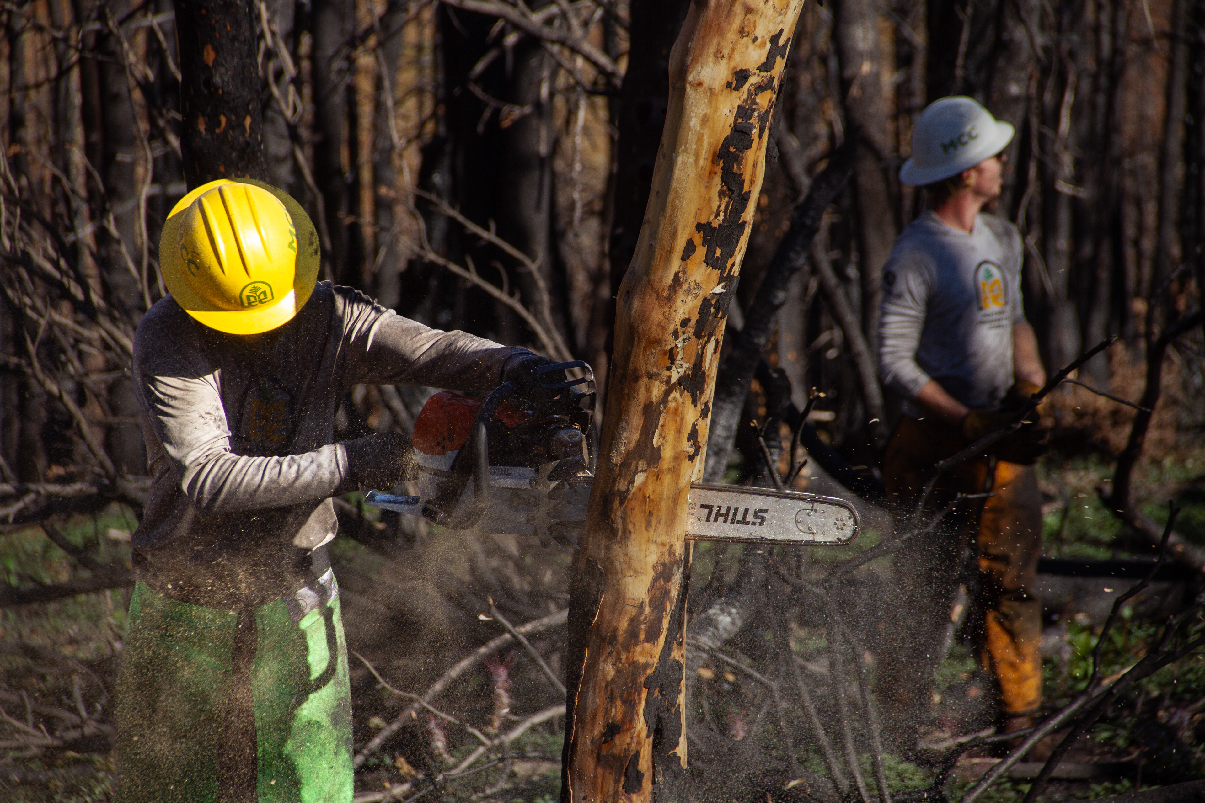 Bighorns, WY, USA, 2025