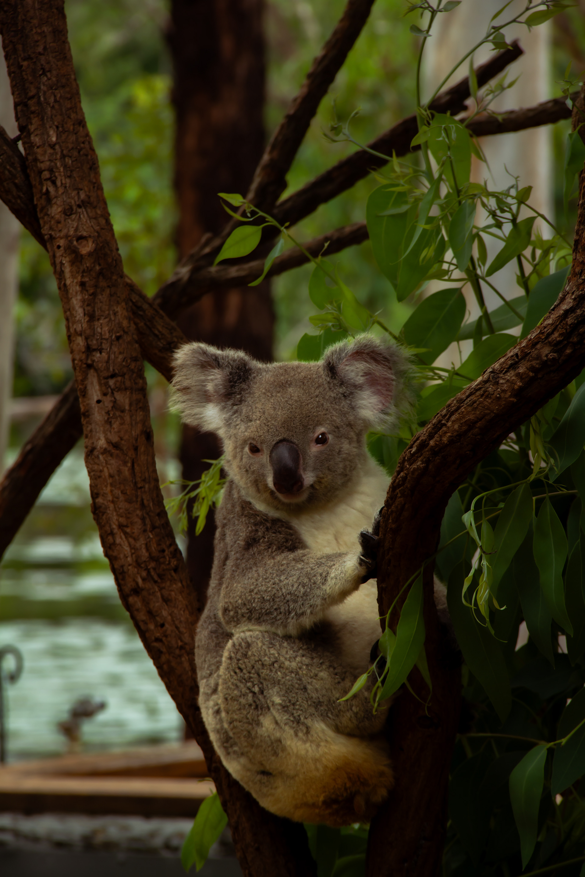 Billabong Sanctuary, AUS, 2024