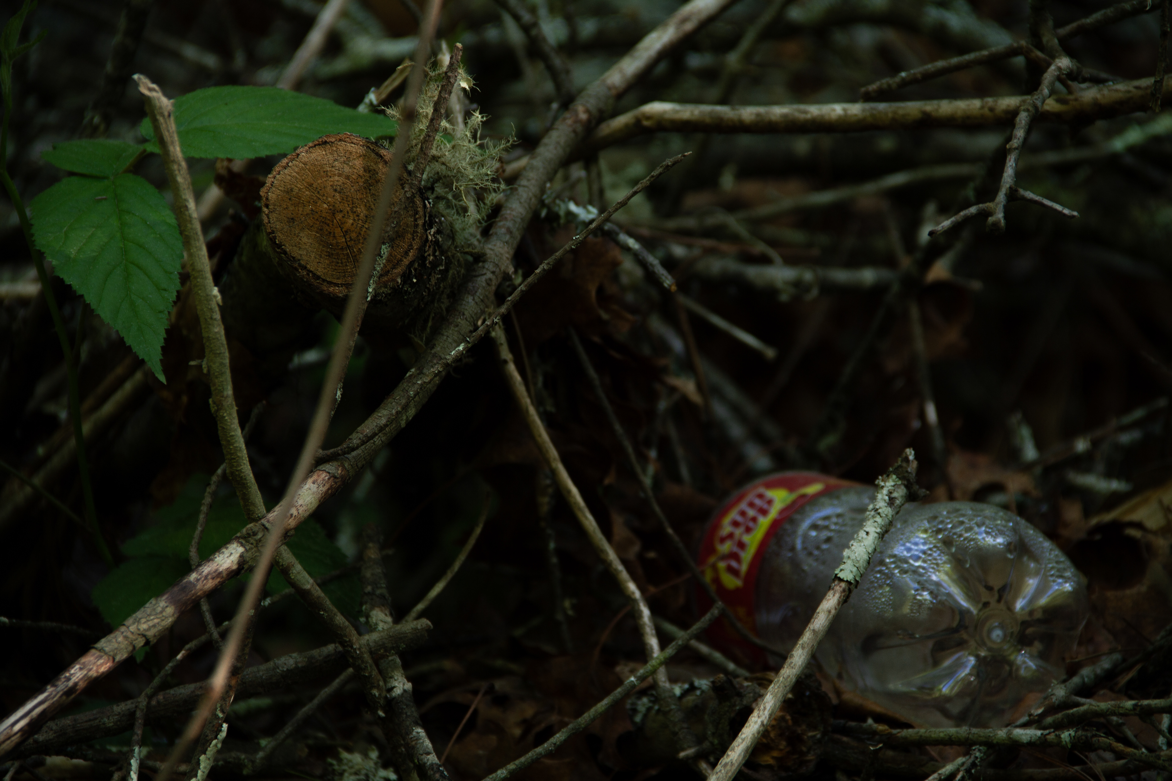 Pollution: Charlotte, NC, 2025