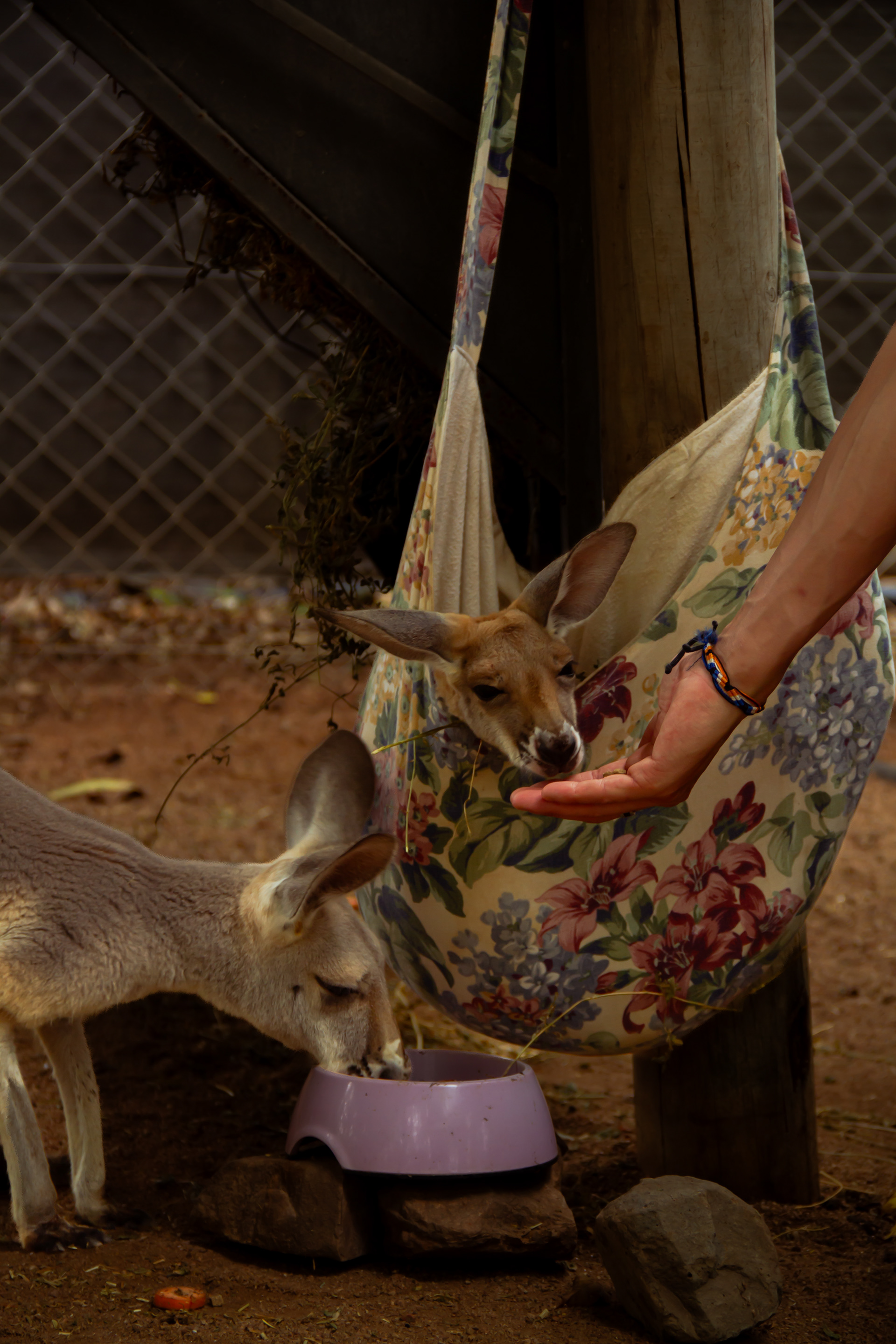 Billabong Sanctuary, AUS, 2024