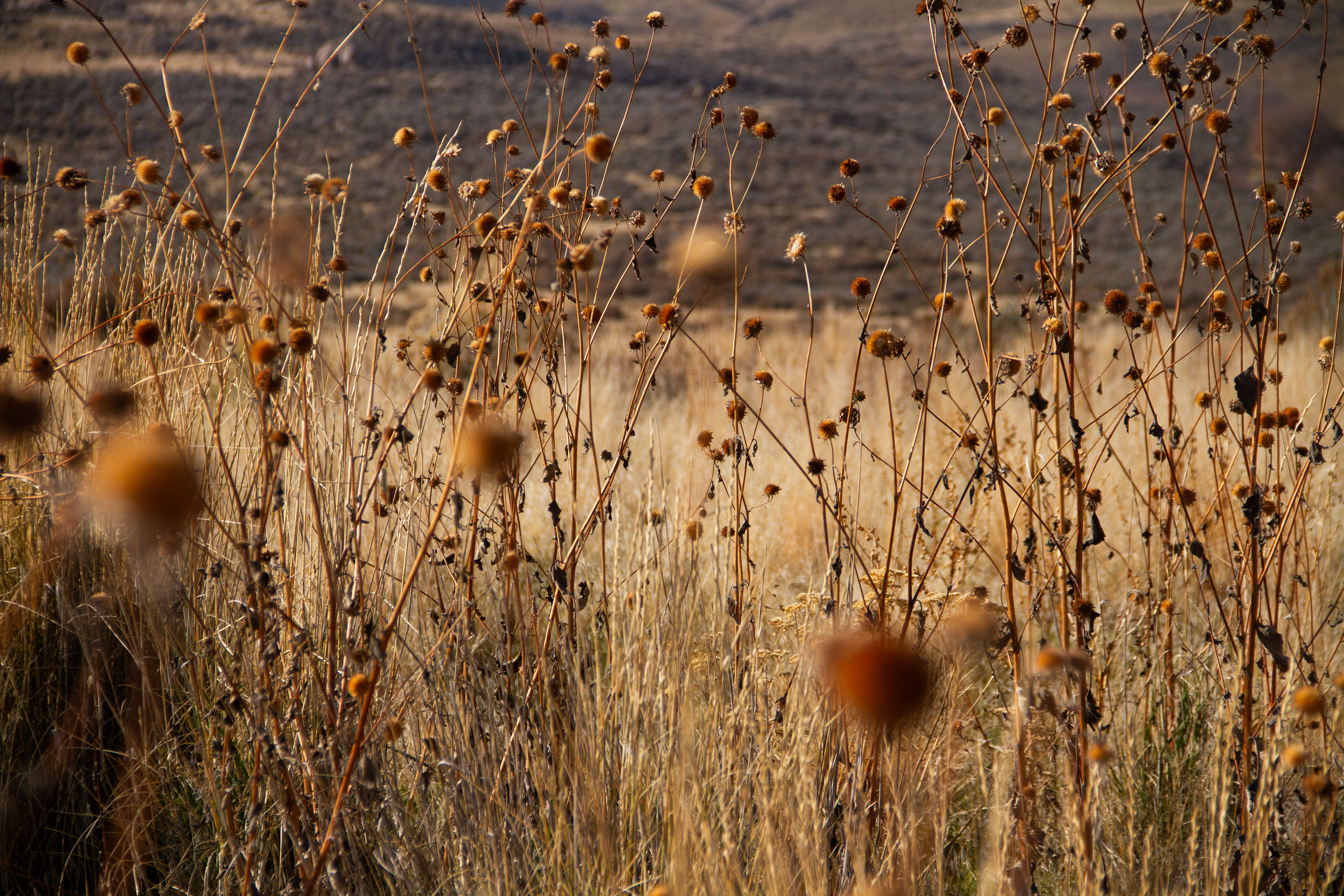 Antelope Island, UT, USA, 2025