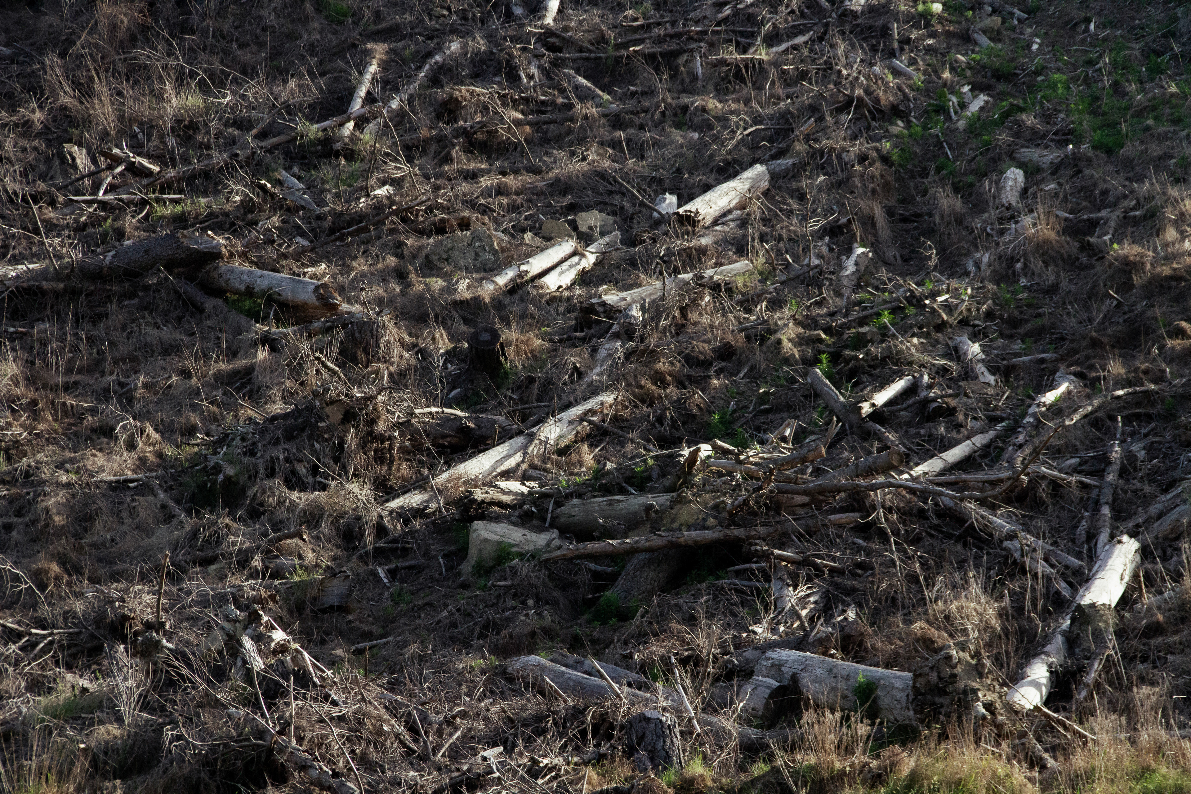 Deforestation: Te Moana, NZ, 2024