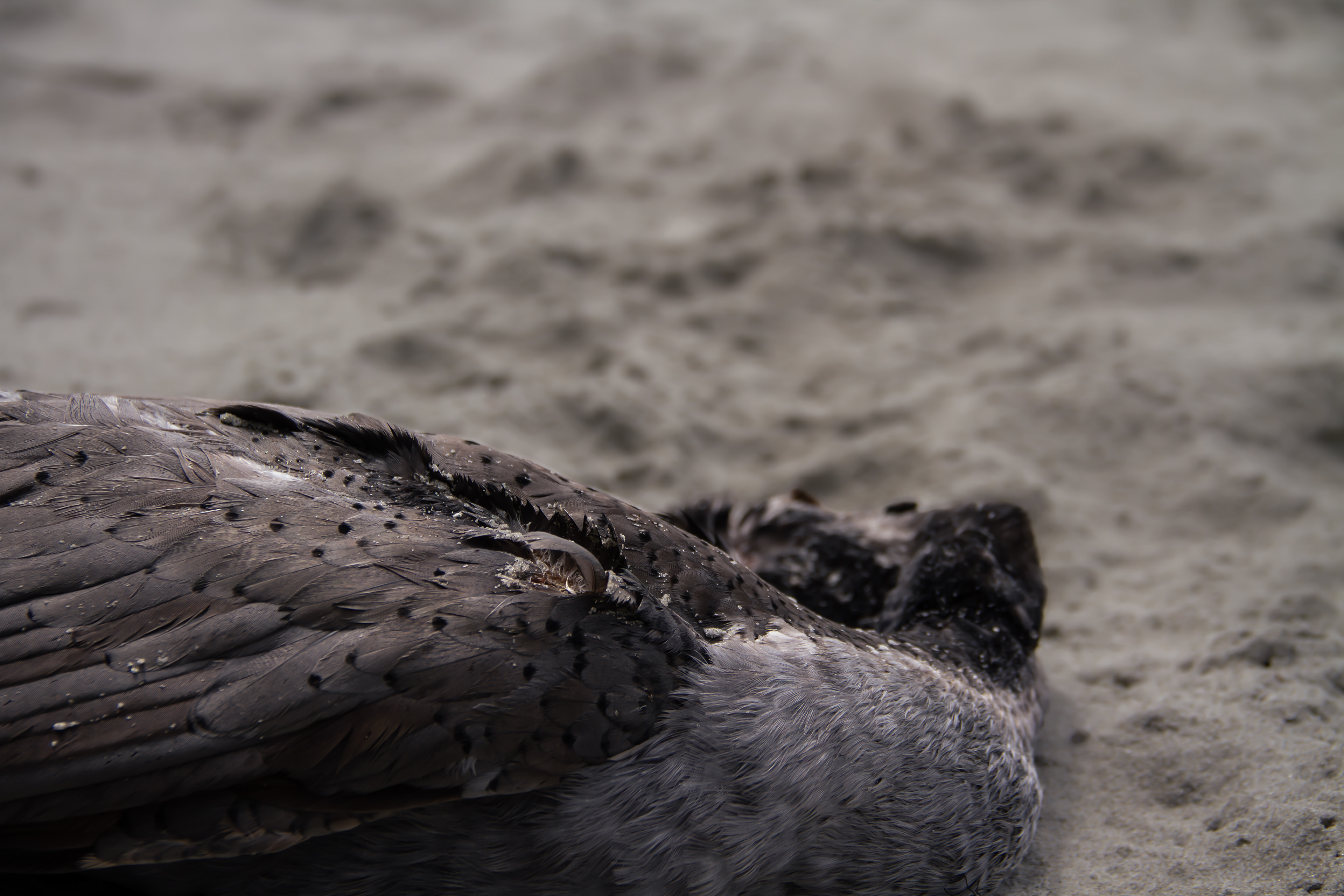 Species Loss: Long Beach, NZ, 2024