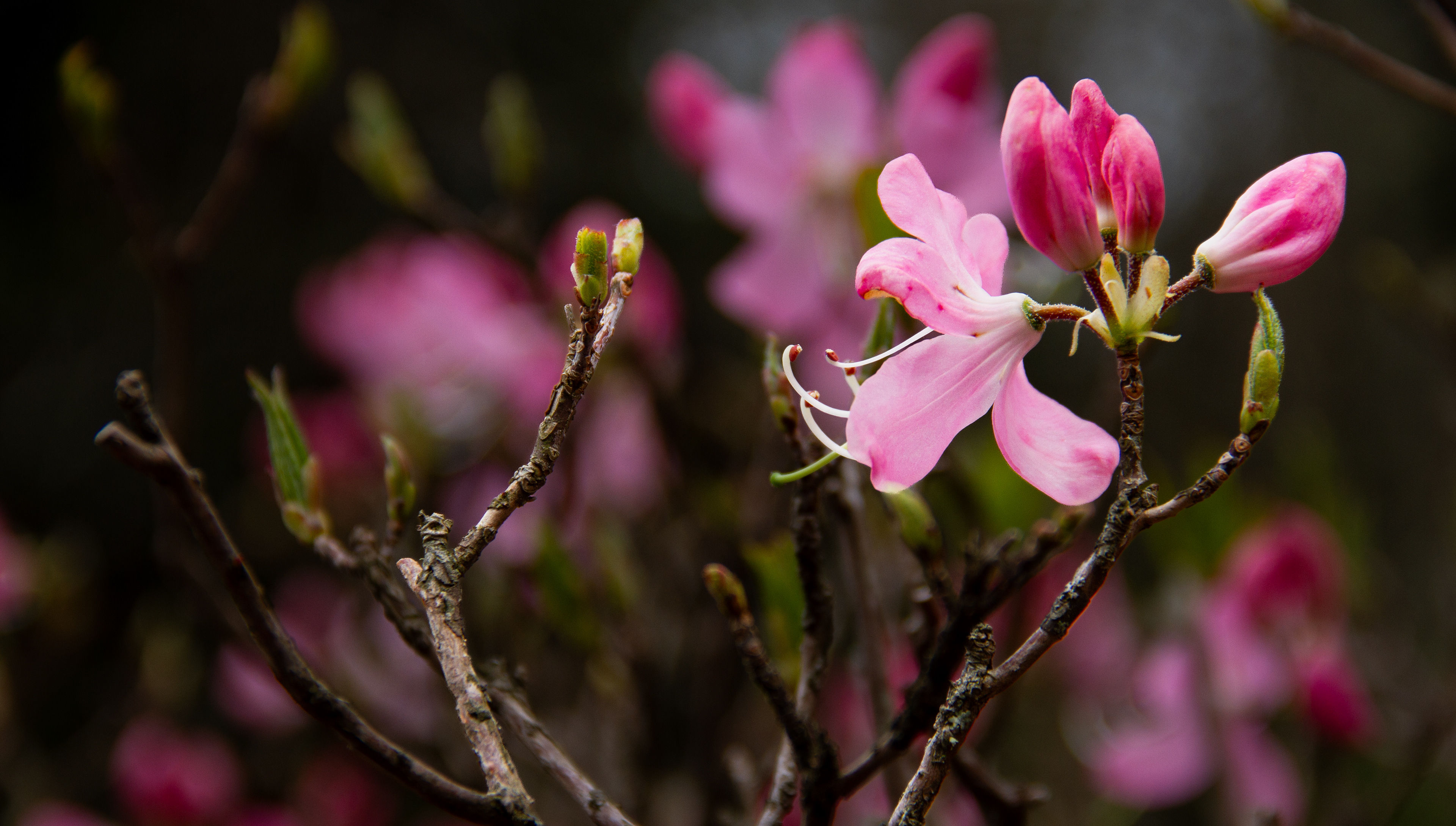 Pisgah National Park, NC, USA, 2025