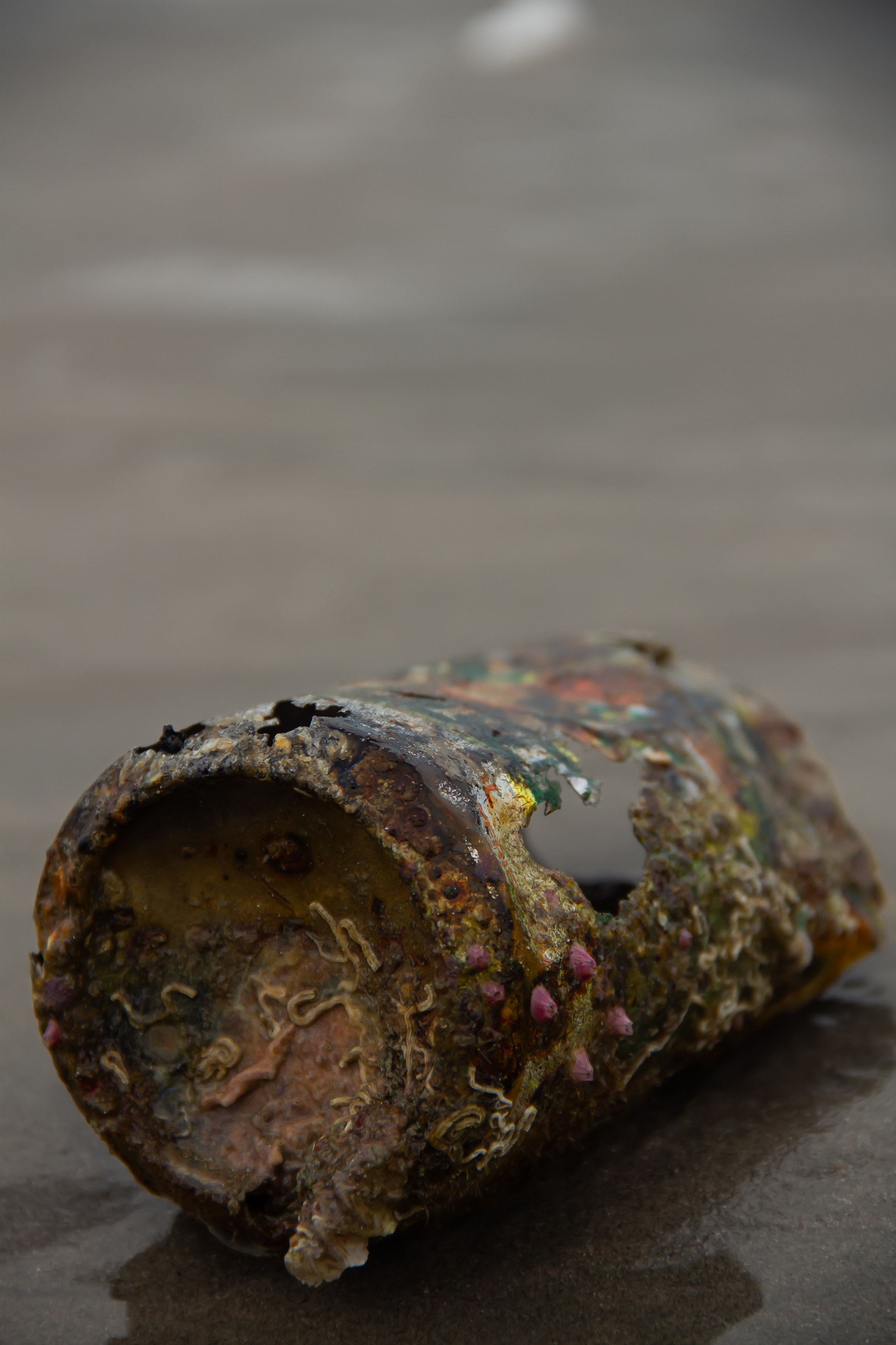 Pollution: Hervey Bay, AUS, 2024