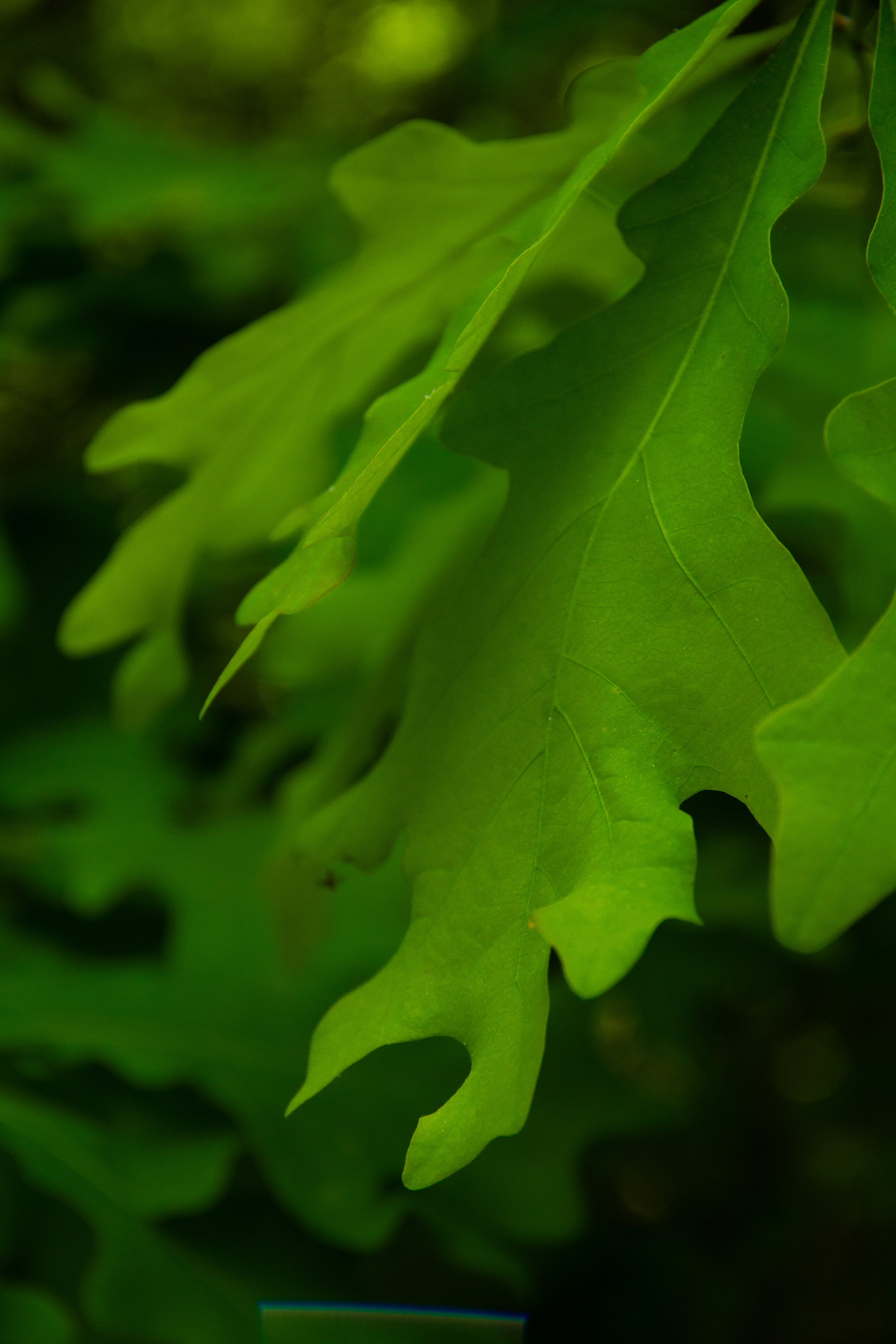 Brown Mountain, NC, USA, 2025