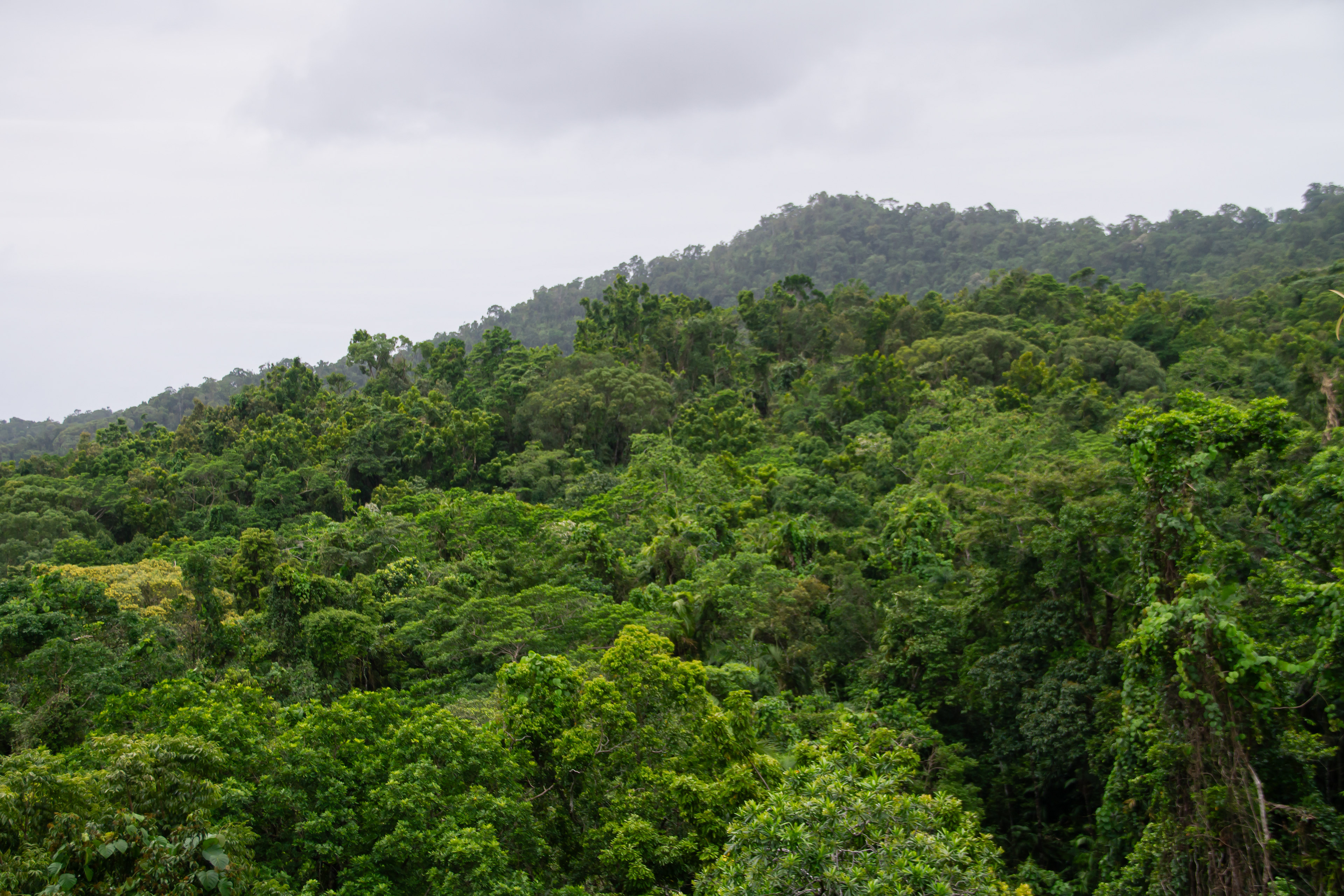 Daintree Rainforest, AUS, 2024