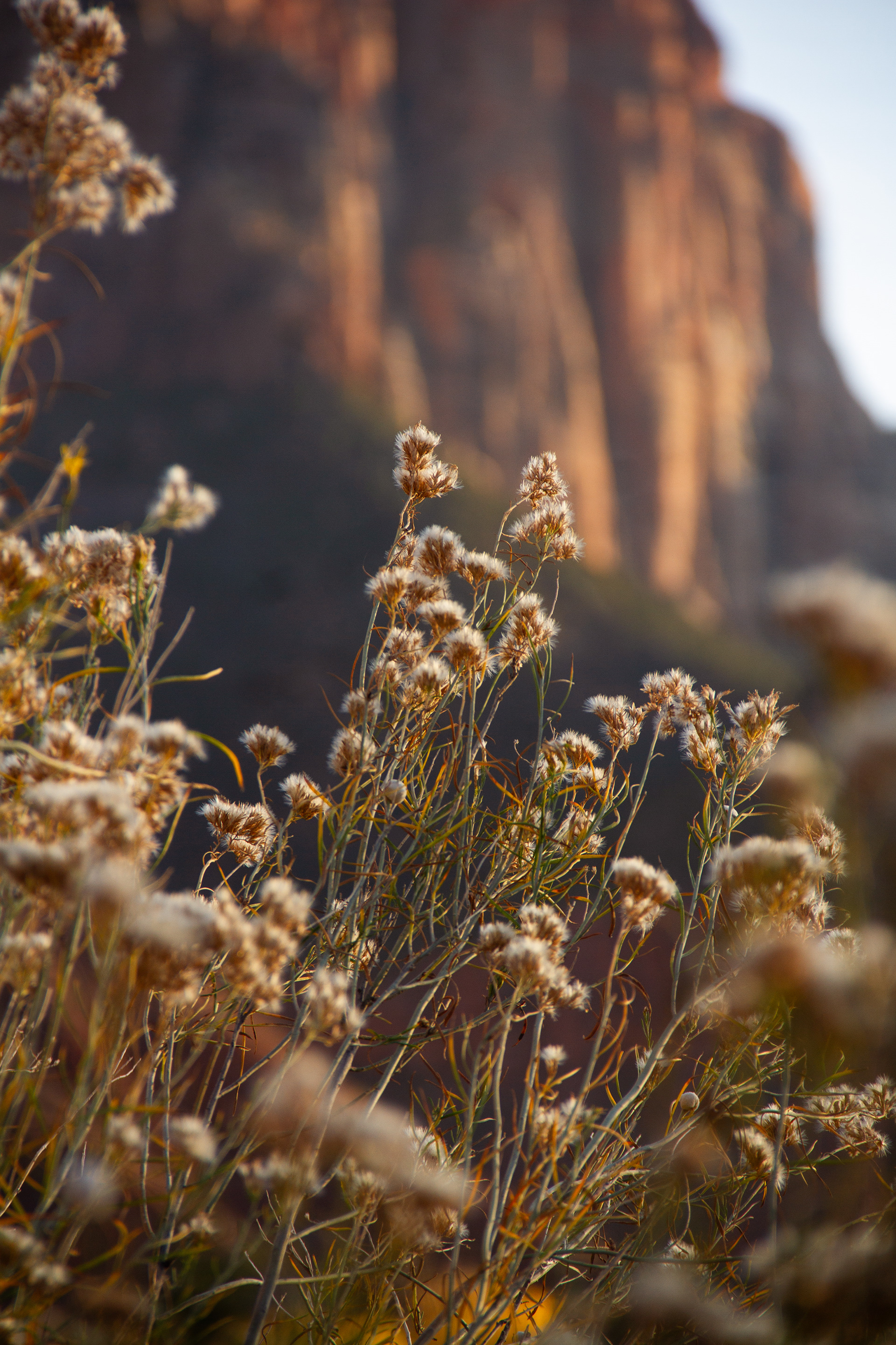 Zion National Park, UT, USA, 2025