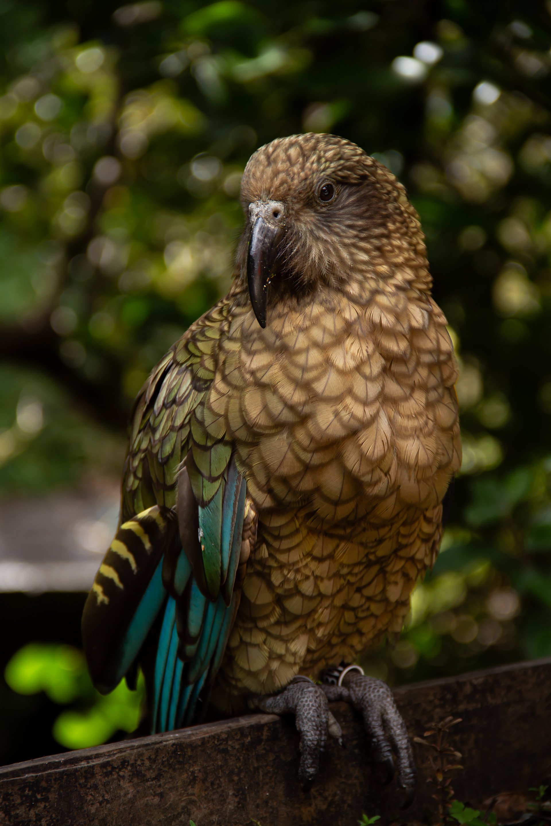 Arthur's Pass, NZ, 2024