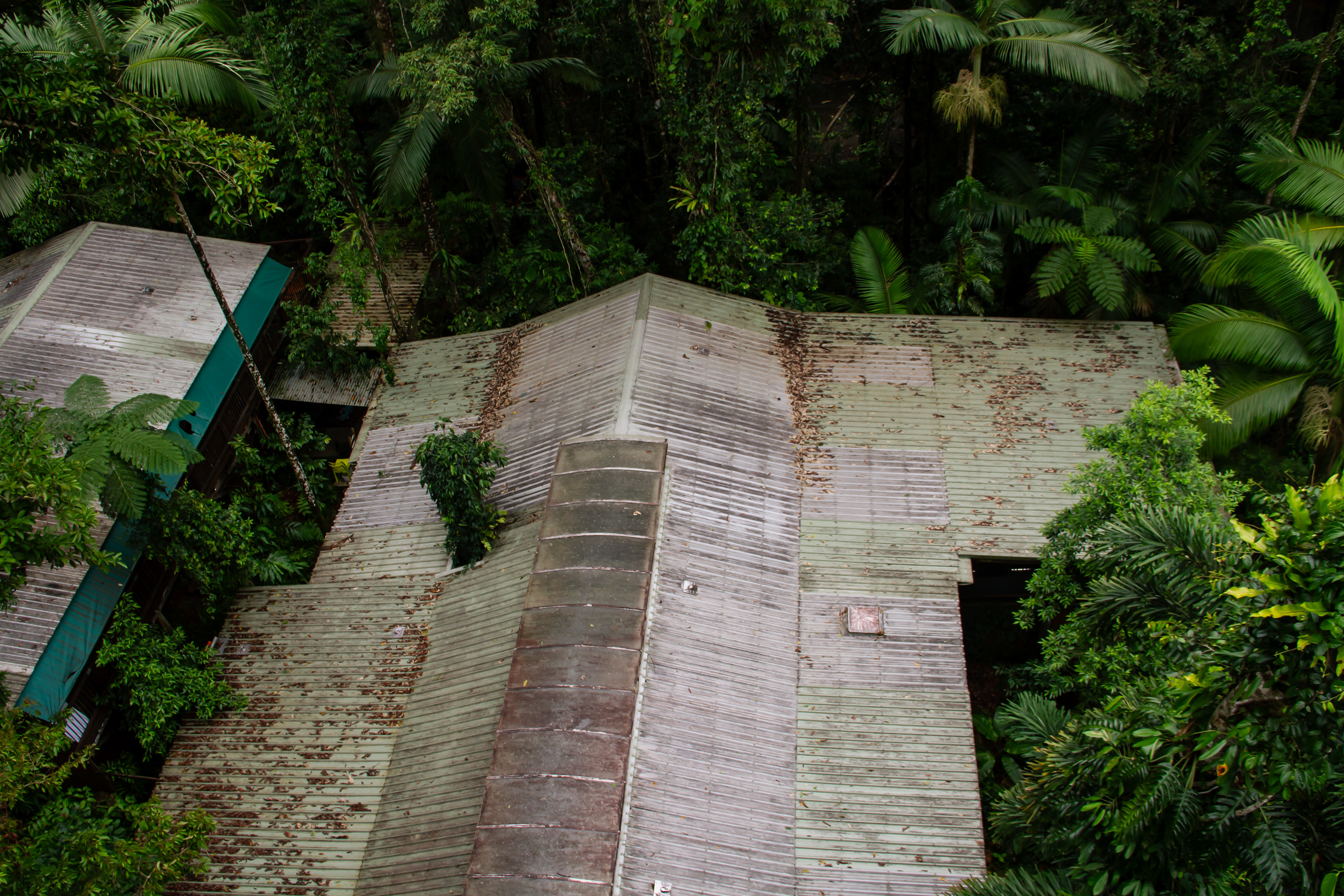 Daintree Rainforest, AUS, 2024