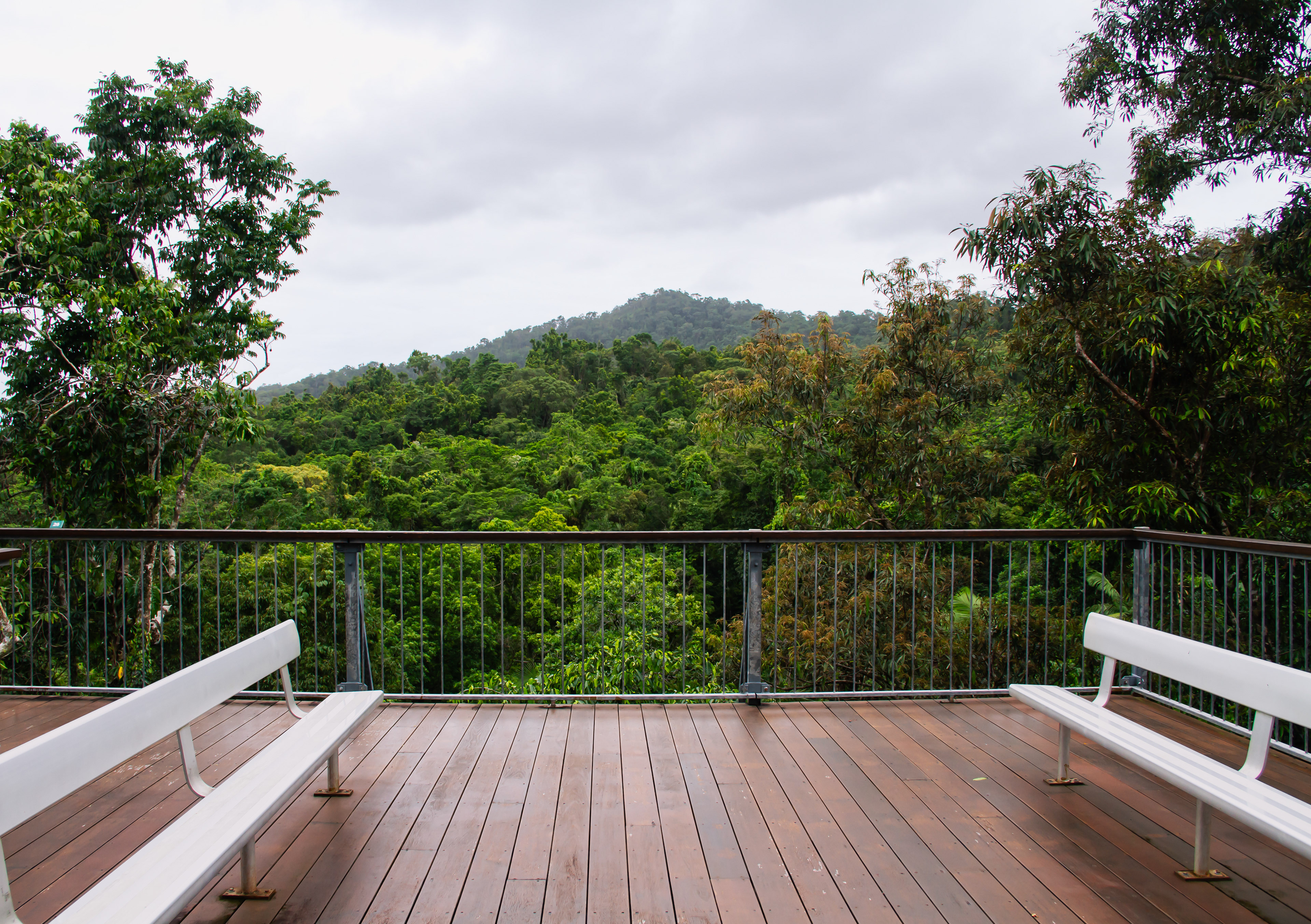 Daintree Rainforest, AUS, 2024