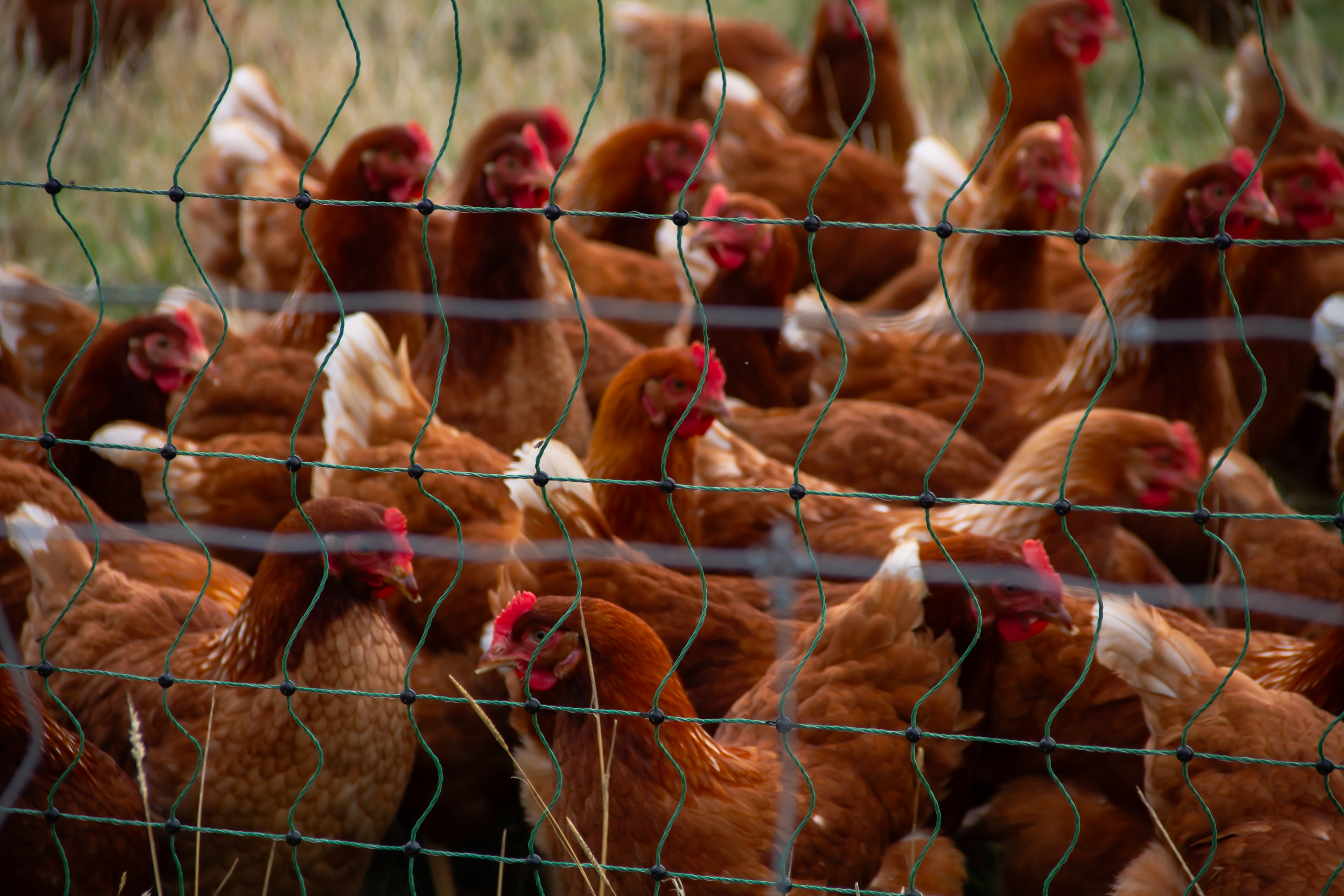 Agriculture: Banks Peninsula, NZ, 2024