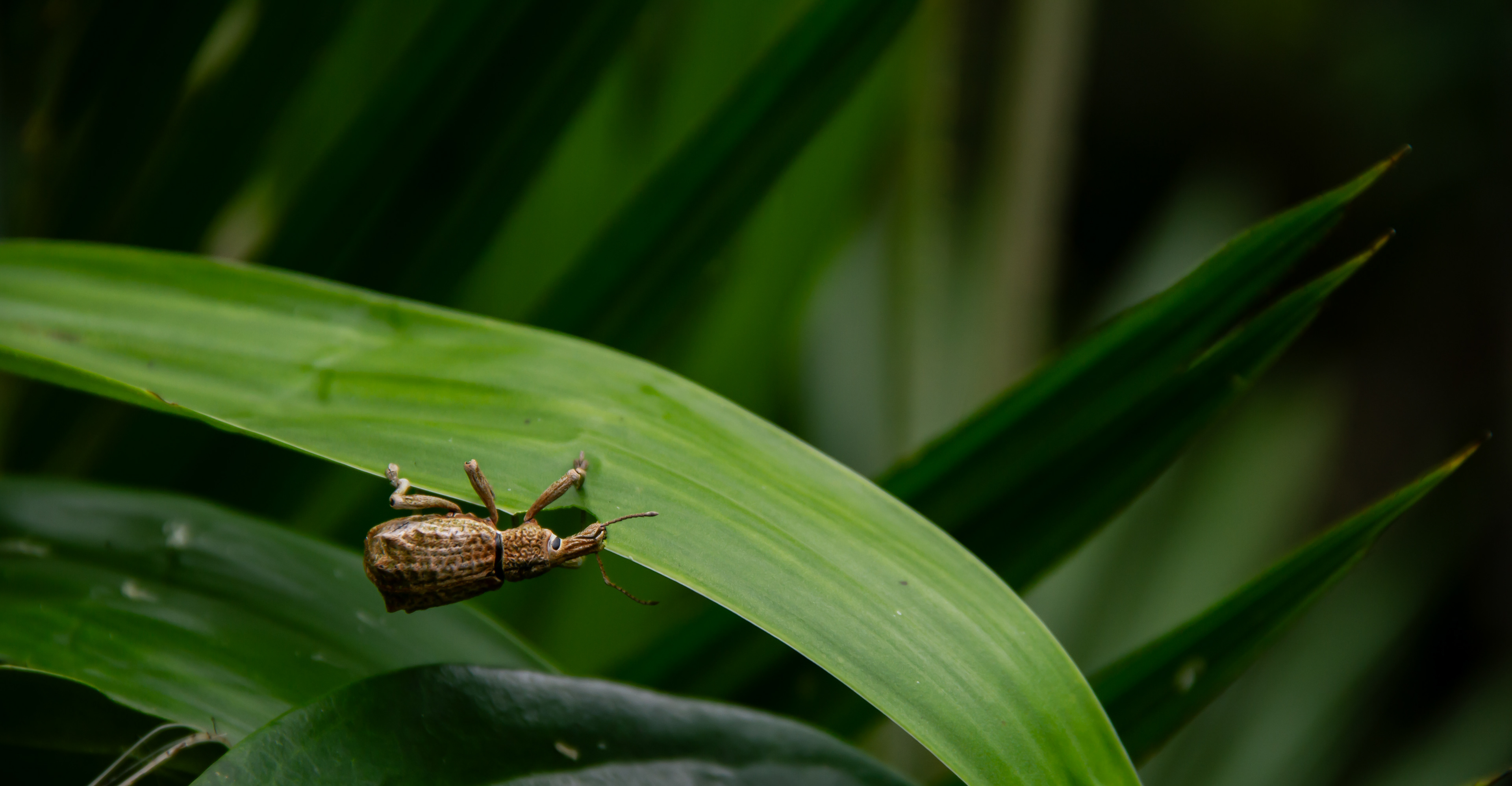Daintree Rainforest, AUS, 2024