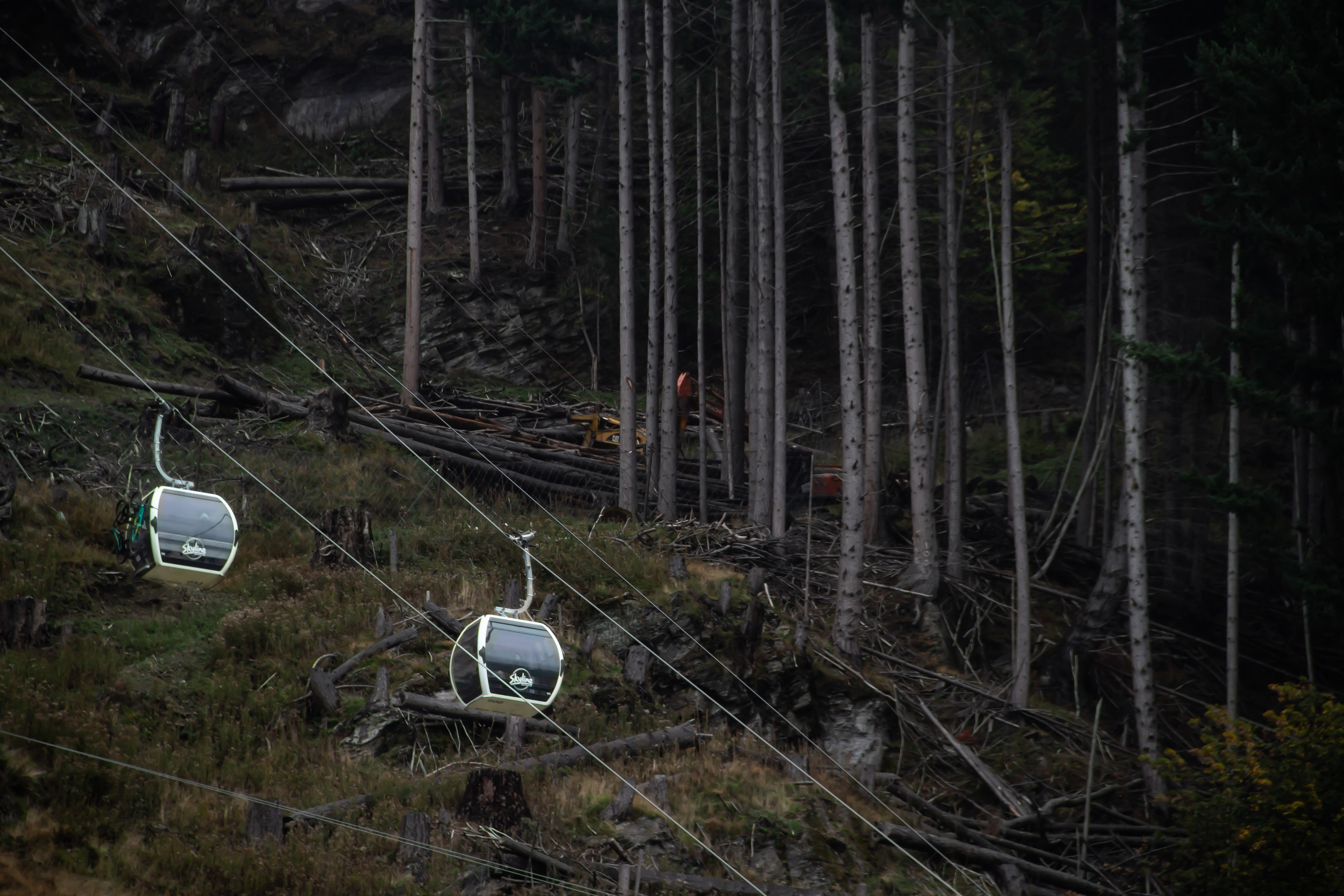 Deforestation: Queenstown, NZ, 2024