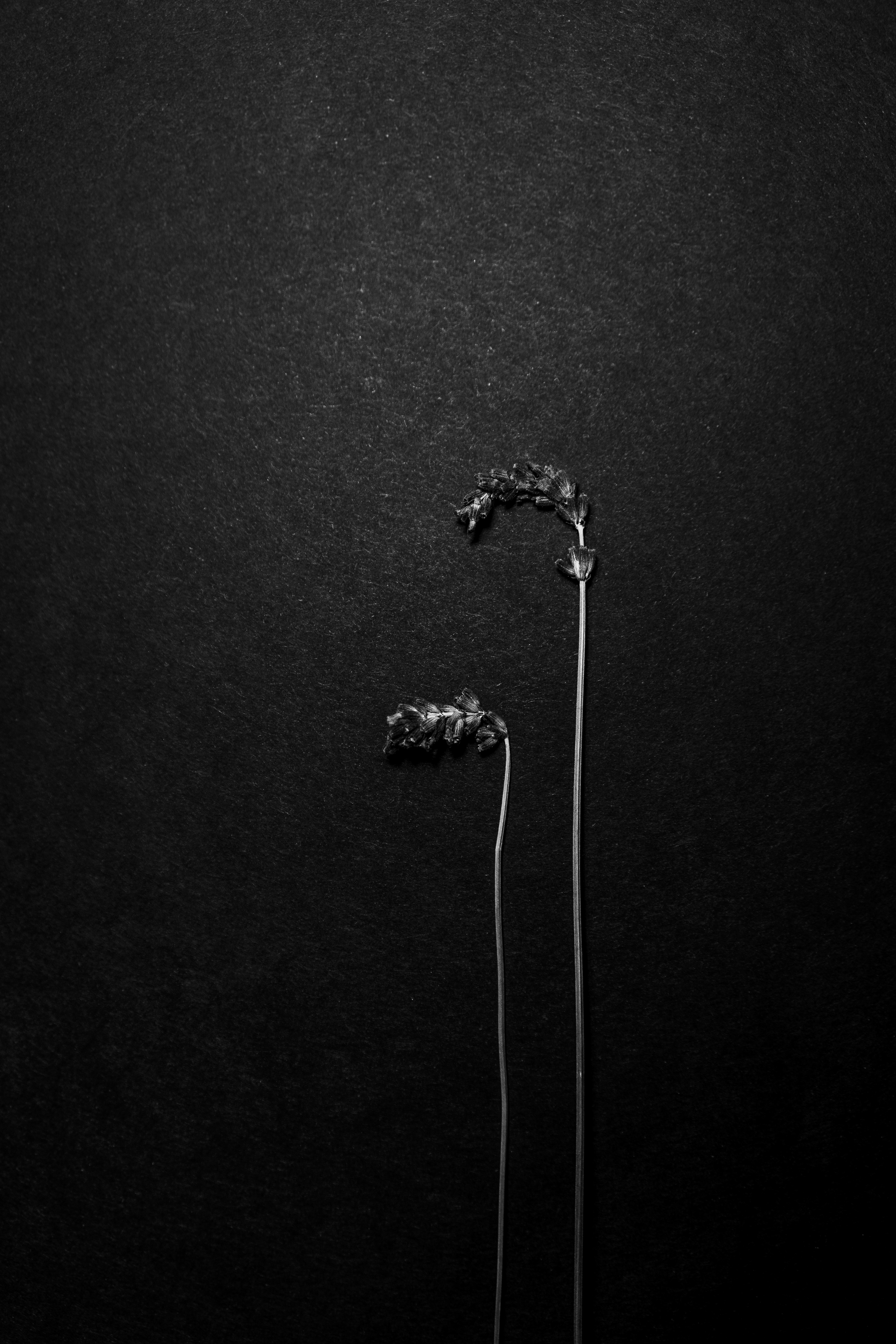 Two Flowers, 2019, Jiabao Sun