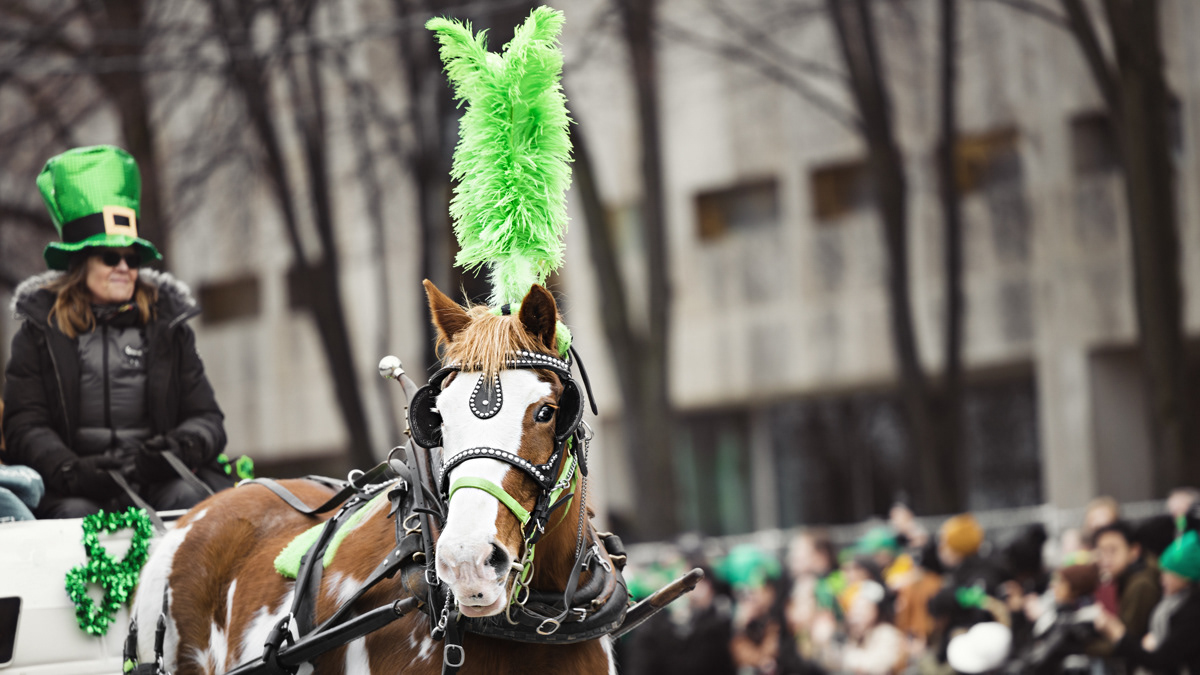 Woman in a green leprechaun hat riding a horse carriage. The horse is wearing a green feather hat at Chicago's St. Patrick's Day parade.