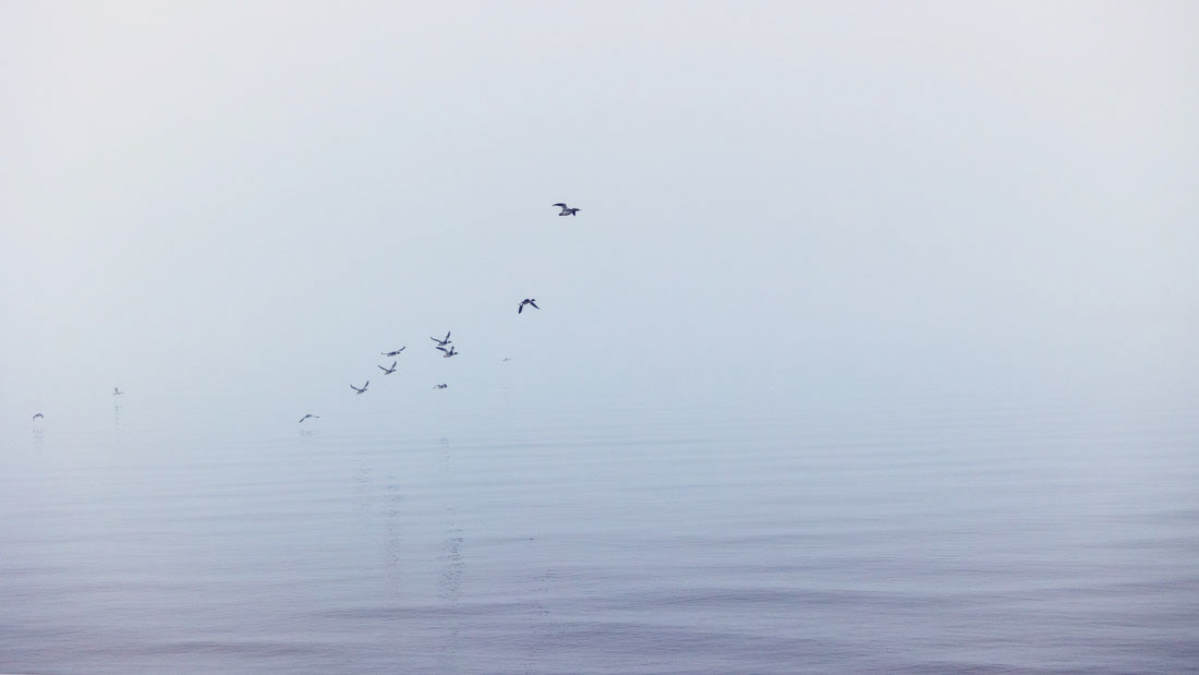 Minimalist photo. of seagulls flying from the water in Lake Michigan.