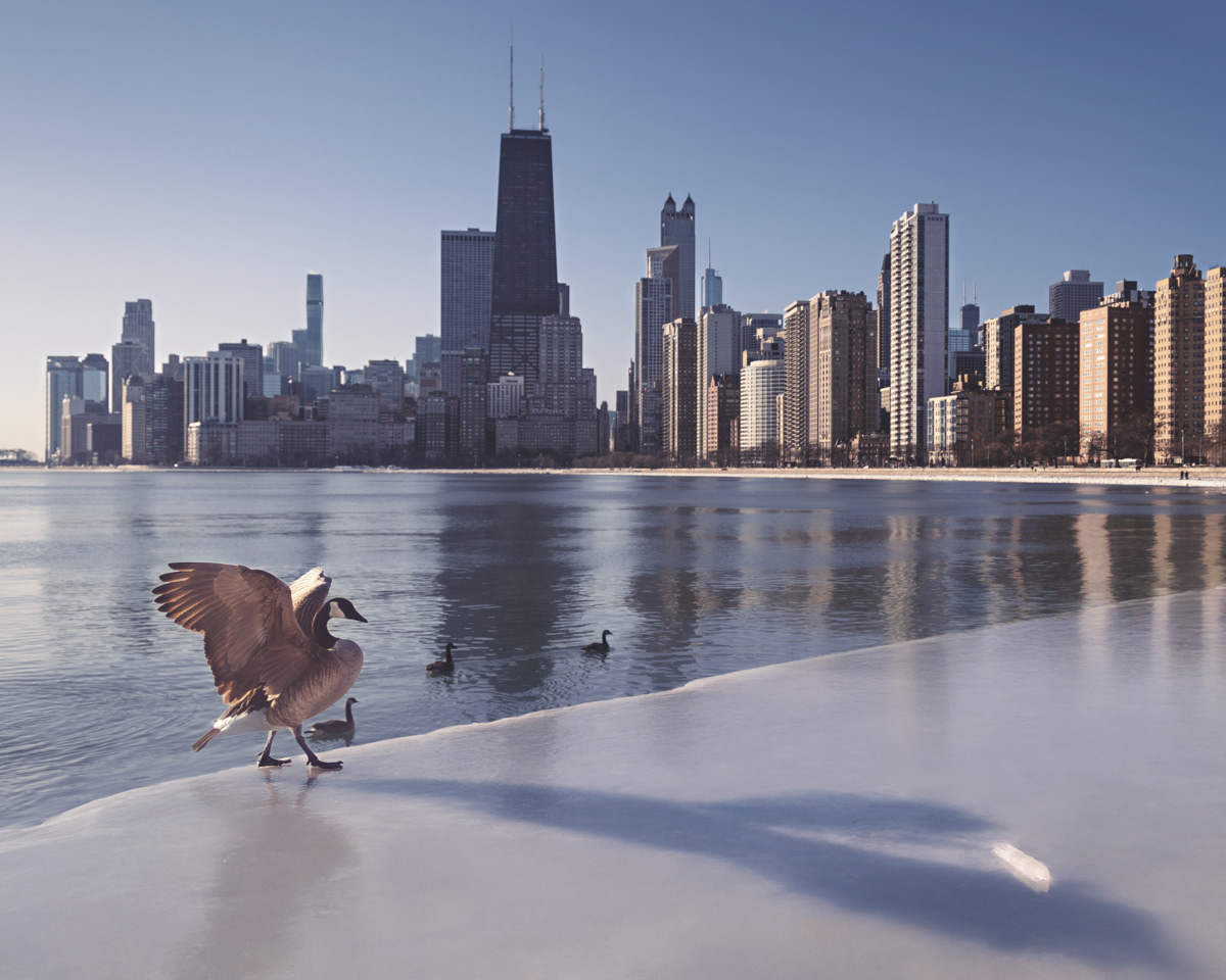 Fine art photo of Canadian geese on a sheet of ice covering the boardwalk of North Avenue Beach overlooking Lake Michigan in Chicago.  The John Hancock Building and Chicago skyline are in the background on a cold winter's day.