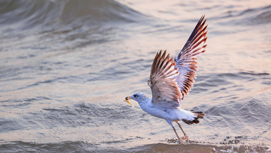Sea gull taking flight in Lake Michigan.  The sea gull has a fishing lure in its beak.