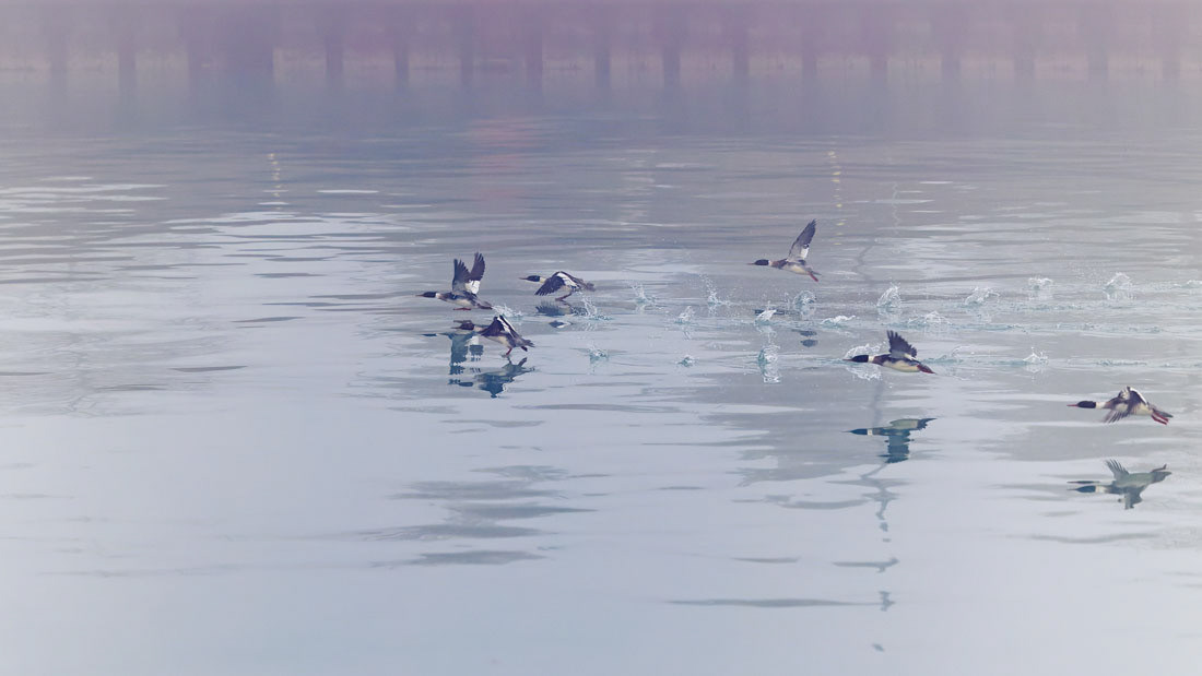Flock of ducks flying over the water in Kenosha Wisconsin.